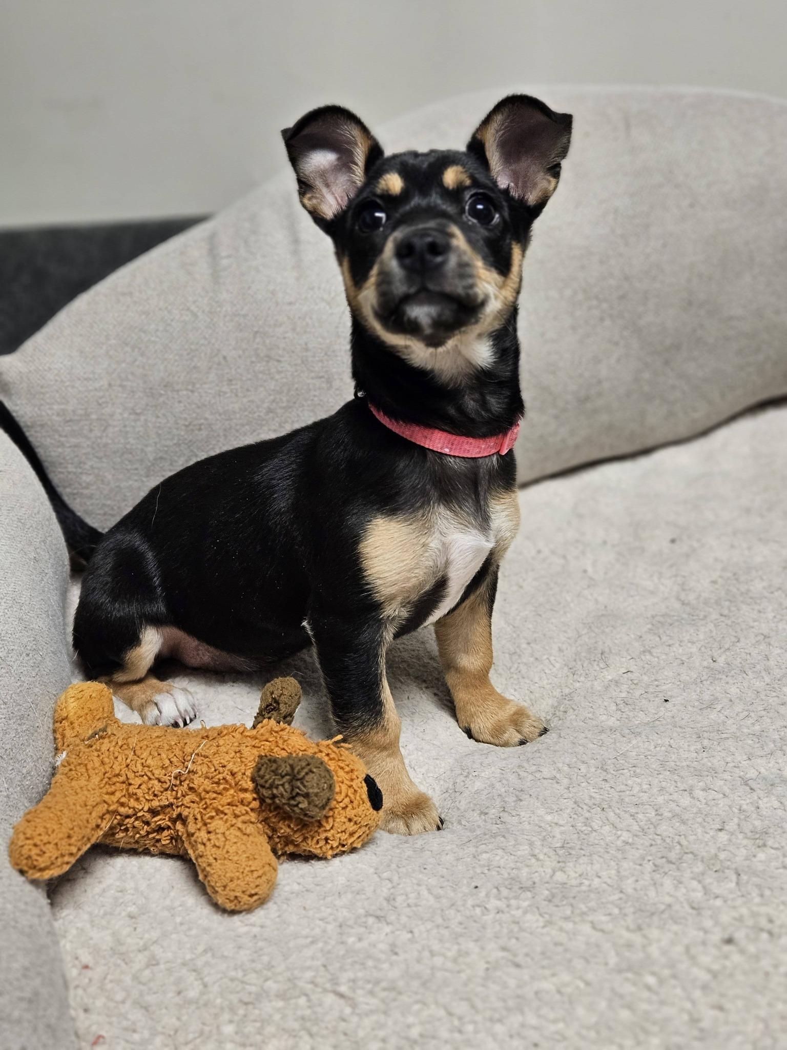 Reina, ADOPTABLE, Puppy Female Chihuahua.