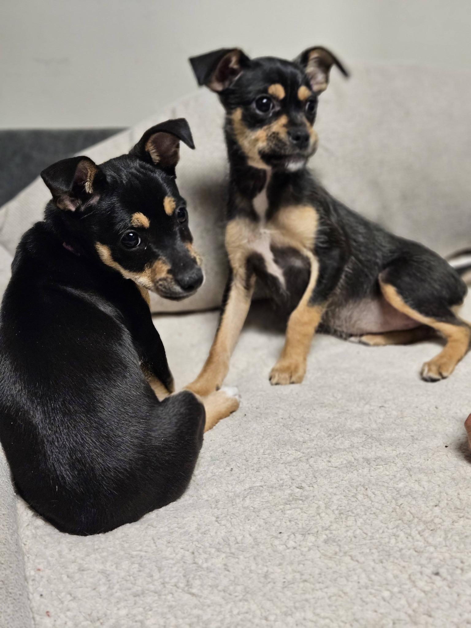 Enlarge Reina, a ADOPTABLE mixed breed in Broken Arrow, OK image 5/5