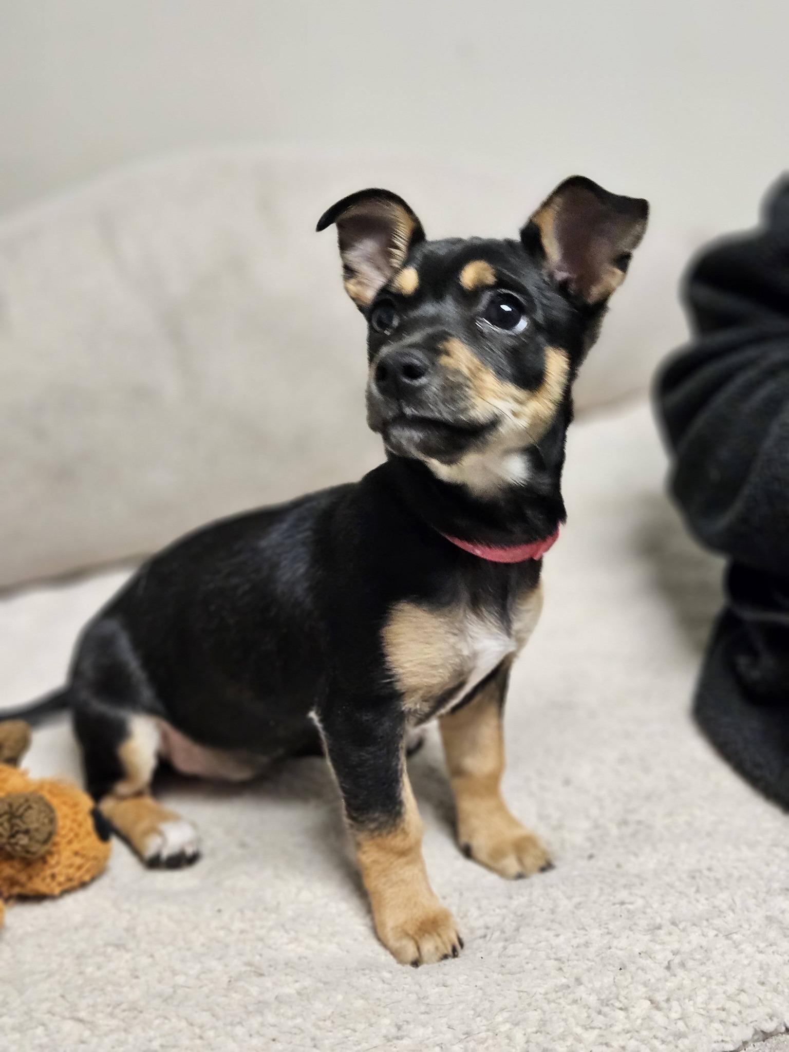 Enlarge Reina, a ADOPTABLE mixed breed in Broken Arrow, OK image 2/5