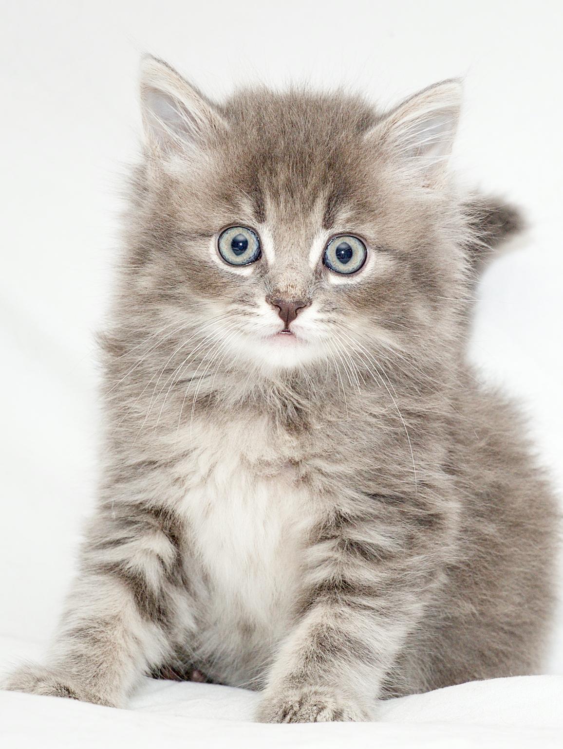 Enlarge Attic, a Adoptable Domestic Medium Hair in Washburn, WI image 1/1