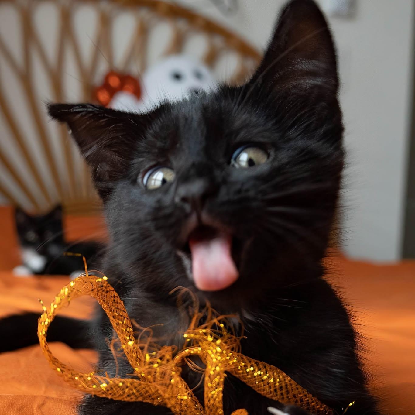 Enlarge GAIA, a Adoptable Domestic Short Hair in Campbell River, BC image 3/6