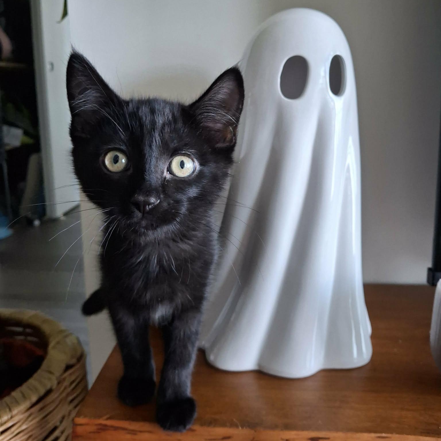 Enlarge GAIA, a Adoptable Domestic Short Hair in Campbell River, BC image 2/6