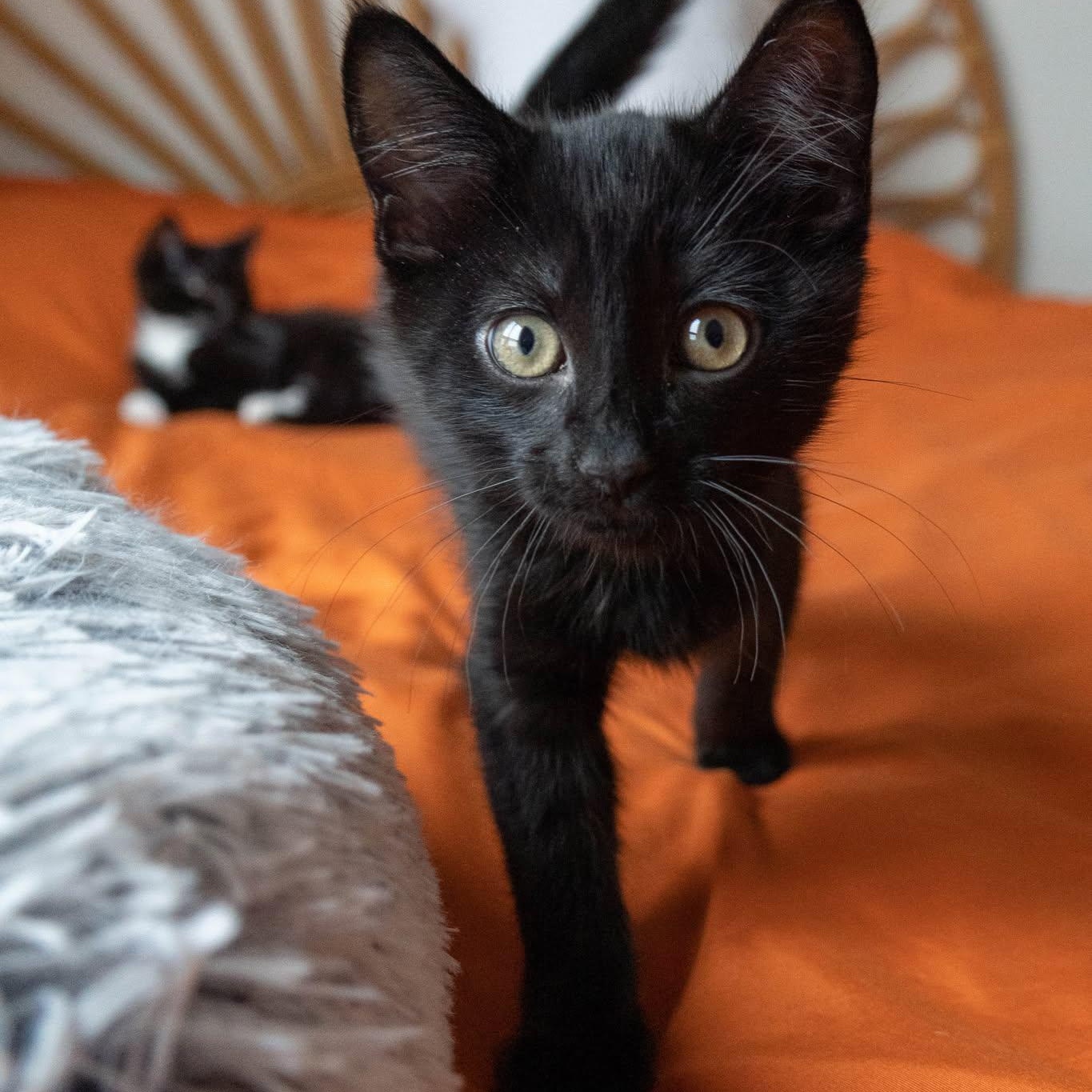 Enlarge GAIA, a Adoptable Domestic Short Hair in Campbell River, BC image 4/6