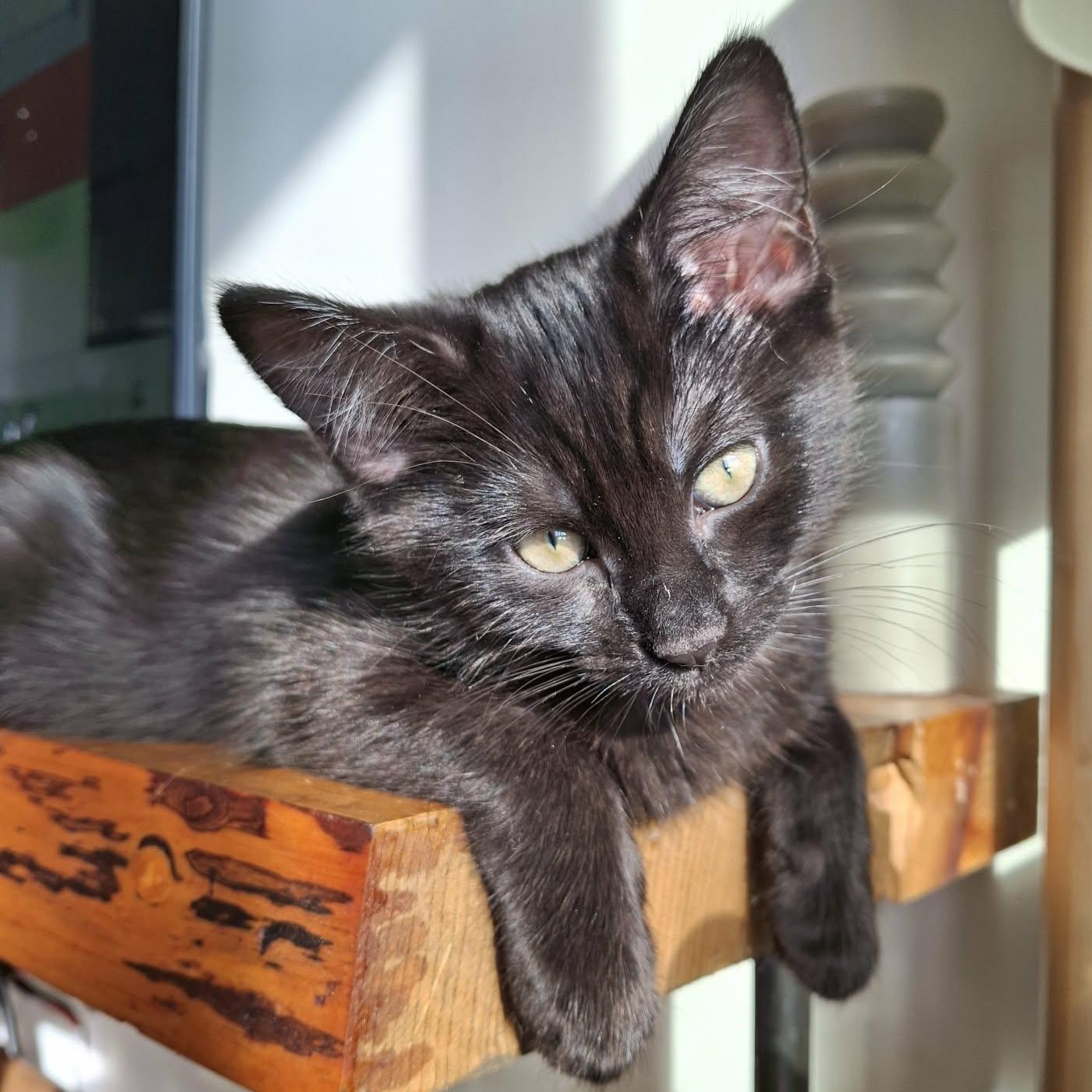 Enlarge GAIA, a Adoptable Domestic Short Hair in Campbell River, BC image 5/6