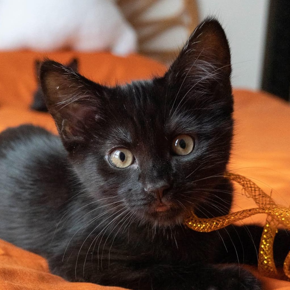 Enlarge GAIA, a Adoptable Domestic Short Hair in Campbell River, BC image 1/6