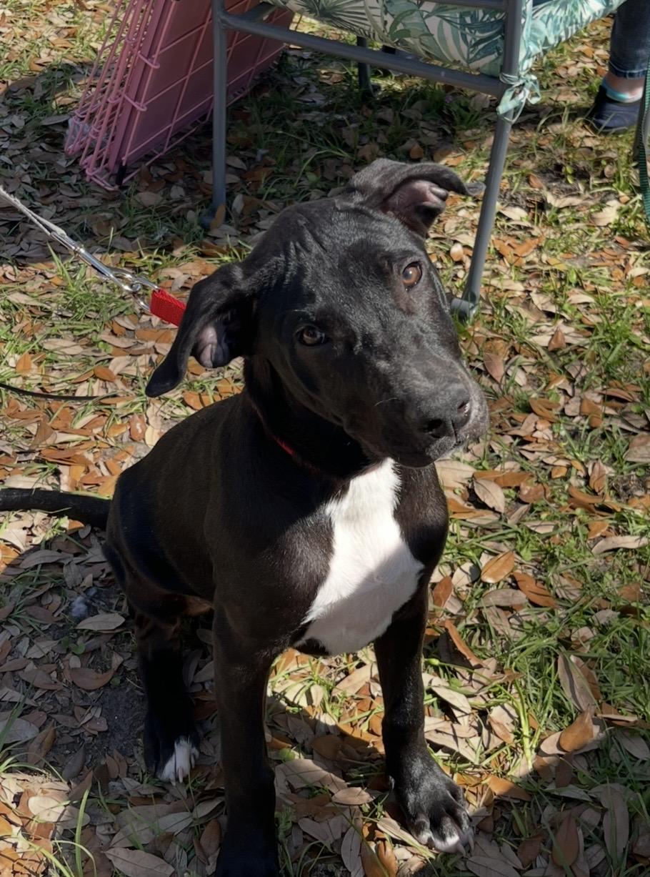 Truffle, Adoptable, Puppy Male Labrador Retriever.