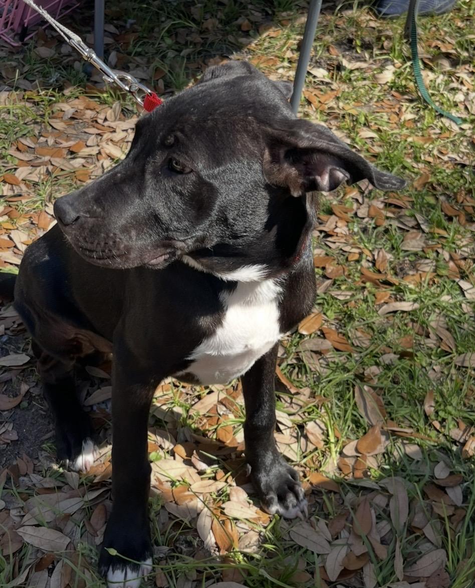 Enlarge Truffle, a Adoptable mixed breed in Pensacola, FL image 2/2
