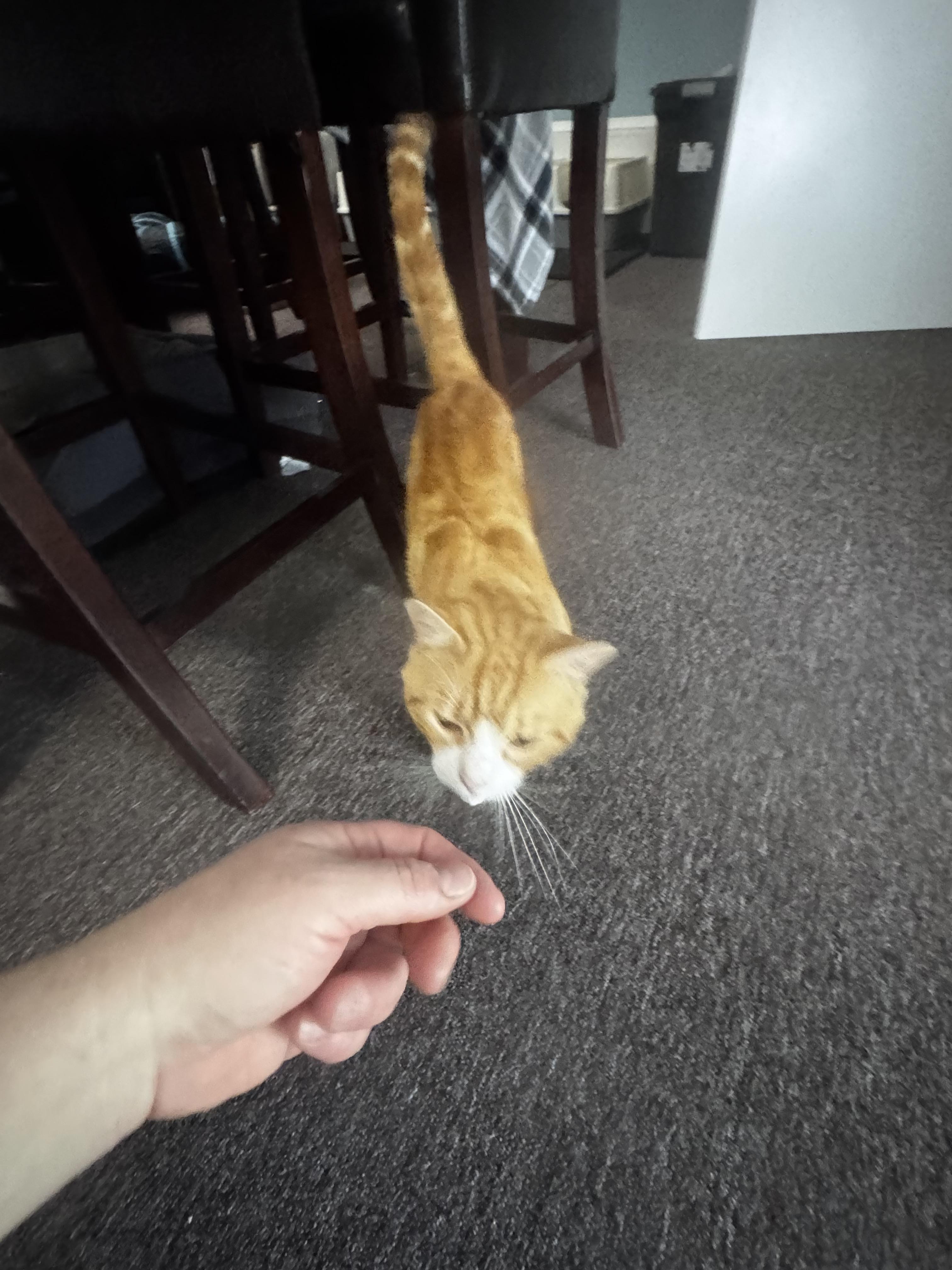 Enlarge Rambler, a ADOPTABLE Domestic Short Hair in Pottsville, PA image 2/6