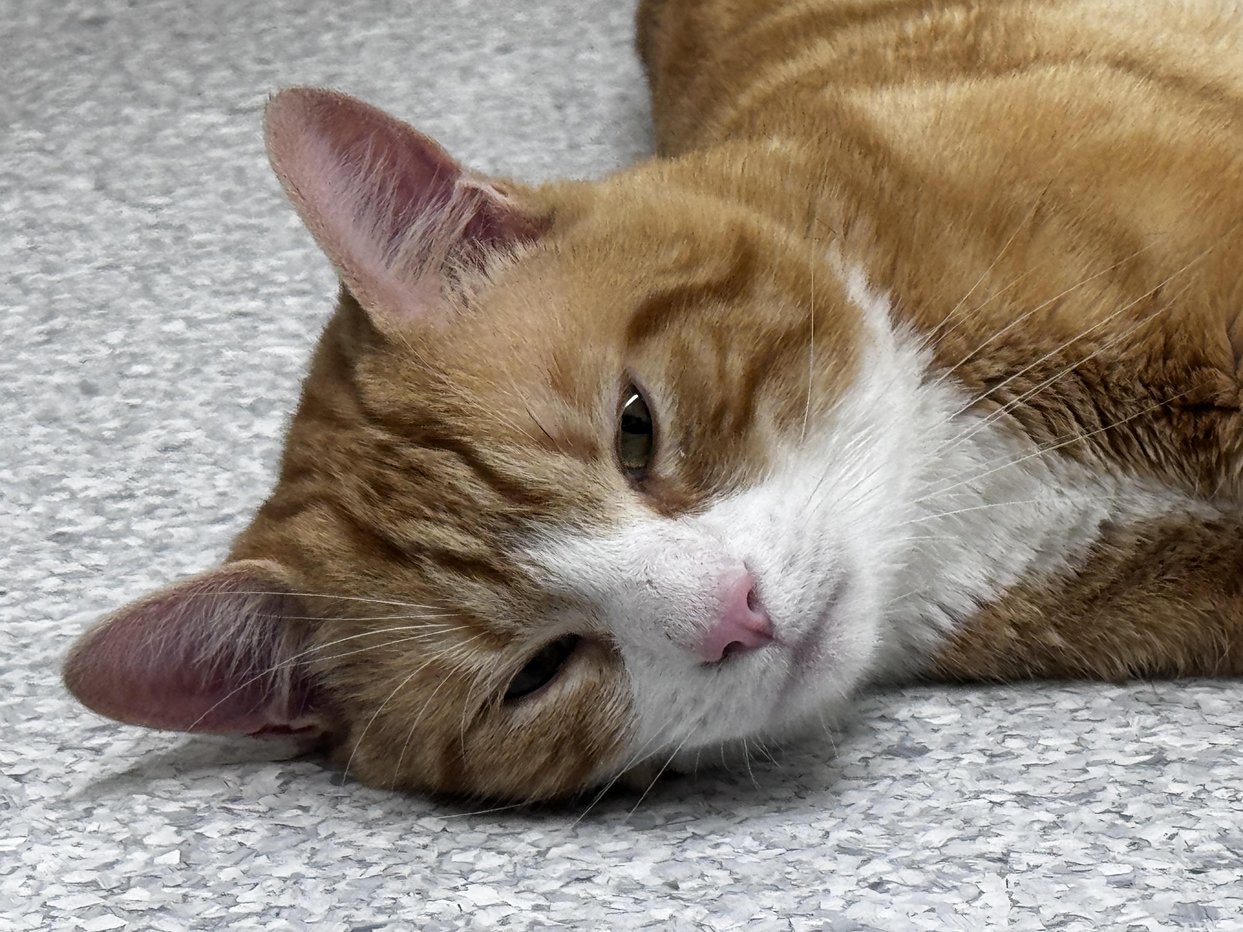 Enlarge Rambler, a ADOPTABLE Domestic Short Hair in Pottsville, PA image 5/6