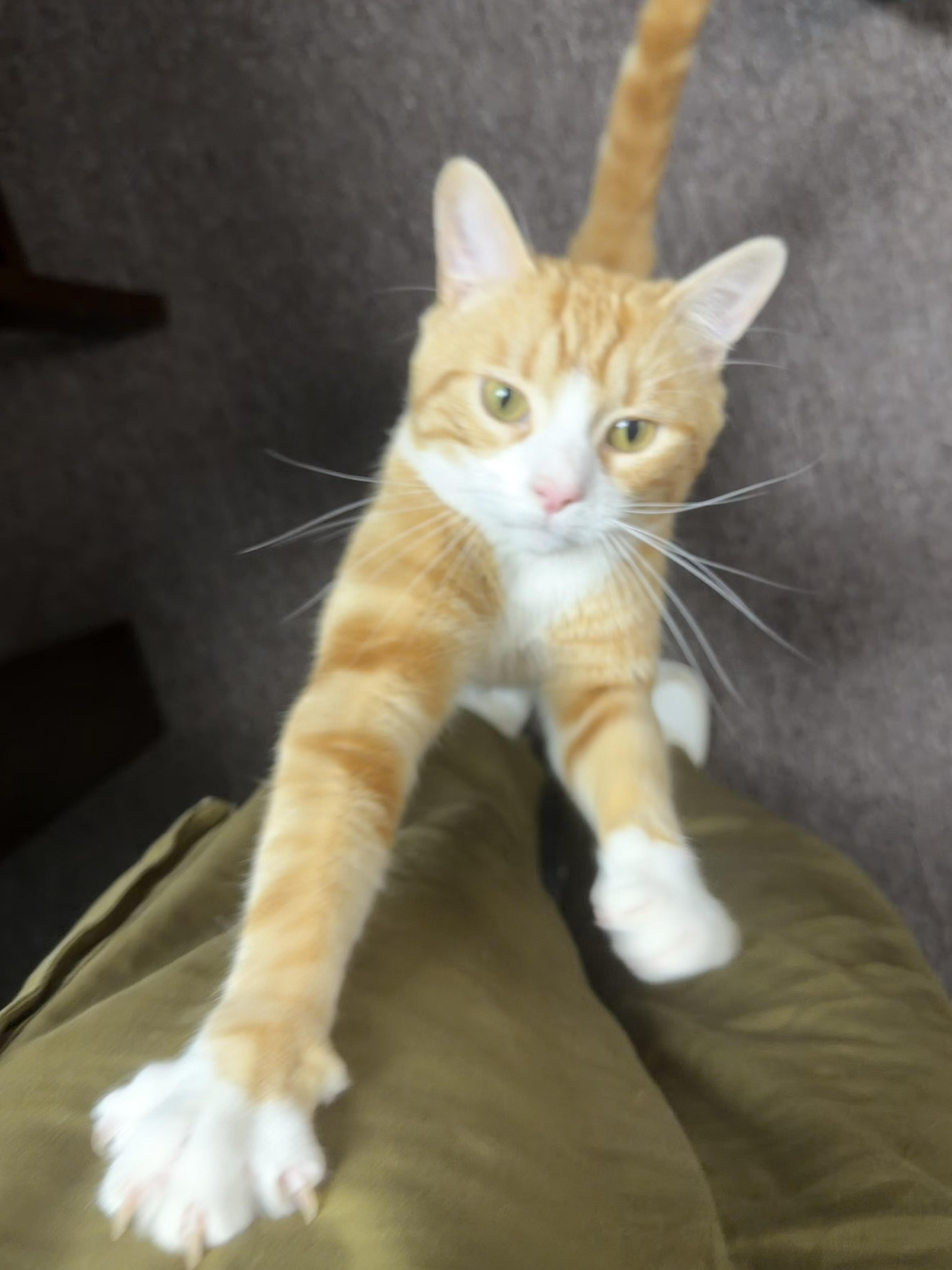 Enlarge Rambler, a ADOPTABLE Domestic Short Hair in Pottsville, PA image 4/6