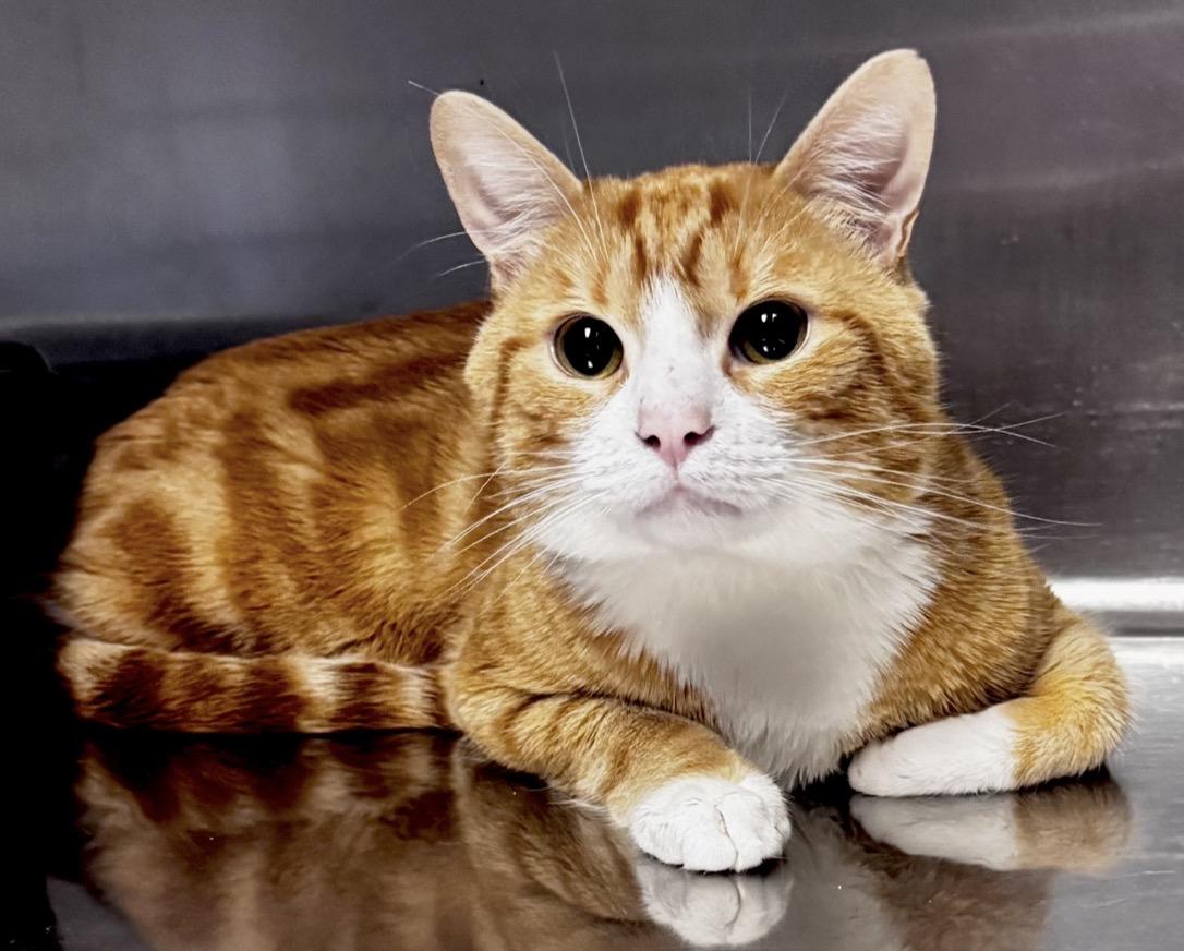 Enlarge Rambler, a ADOPTABLE Domestic Short Hair in Pottsville, PA image 1/1