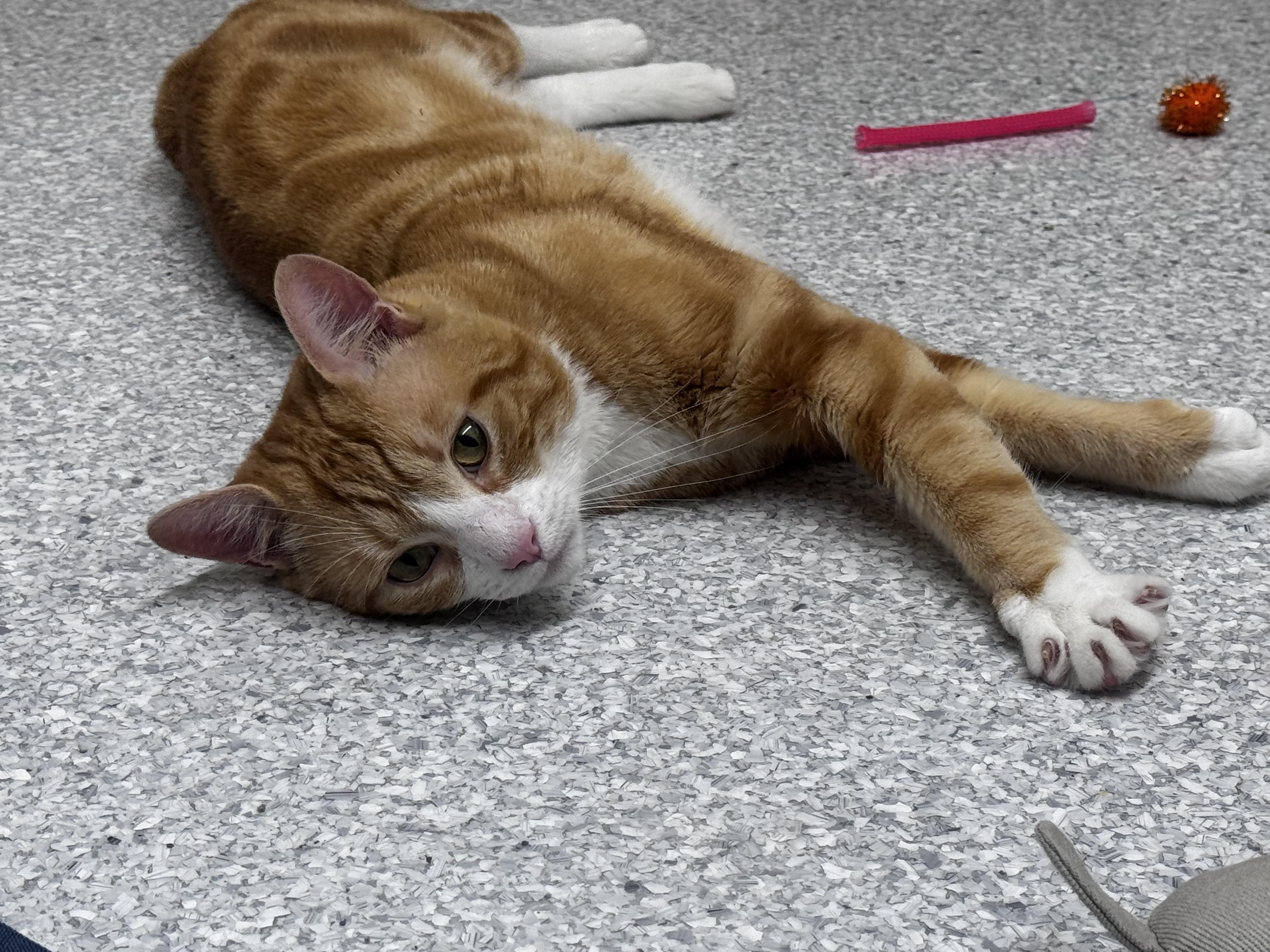 Enlarge Rambler, a ADOPTABLE Domestic Short Hair in Pottsville, PA image 3/6