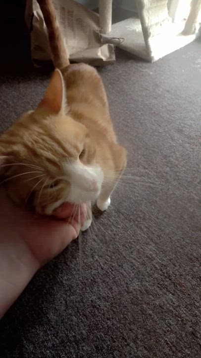 Enlarge Rambler, a ADOPTABLE Domestic Short Hair in Pottsville, PA video 6/6