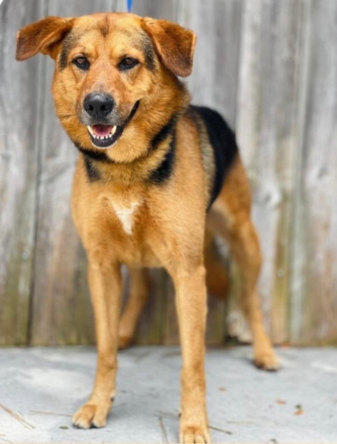 Bryce, Adoptable, Adult Male German Shepherd Dog.
