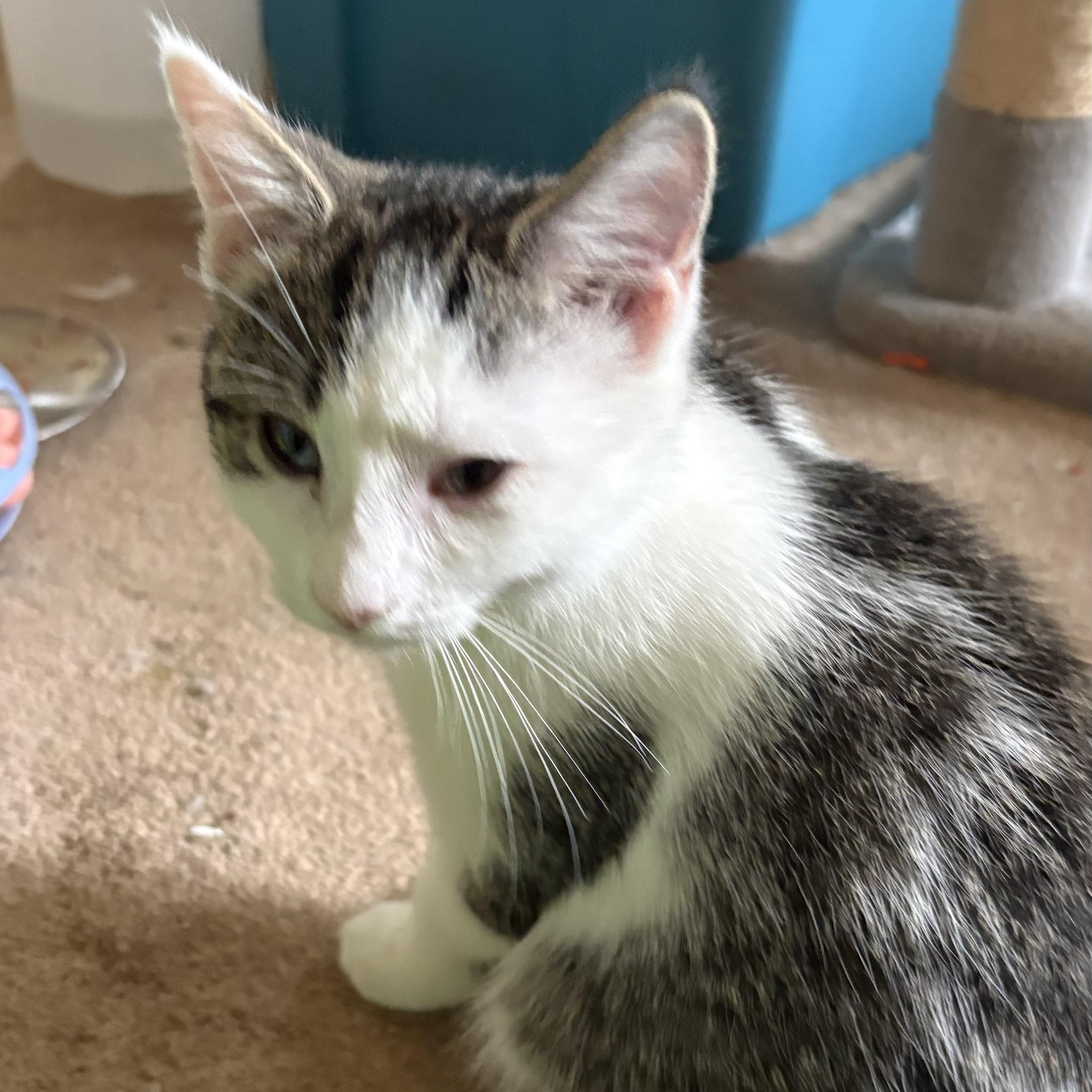 Enlarge Peggy, a Adoptable Domestic Short Hair in Honeoye, NY image 2/2