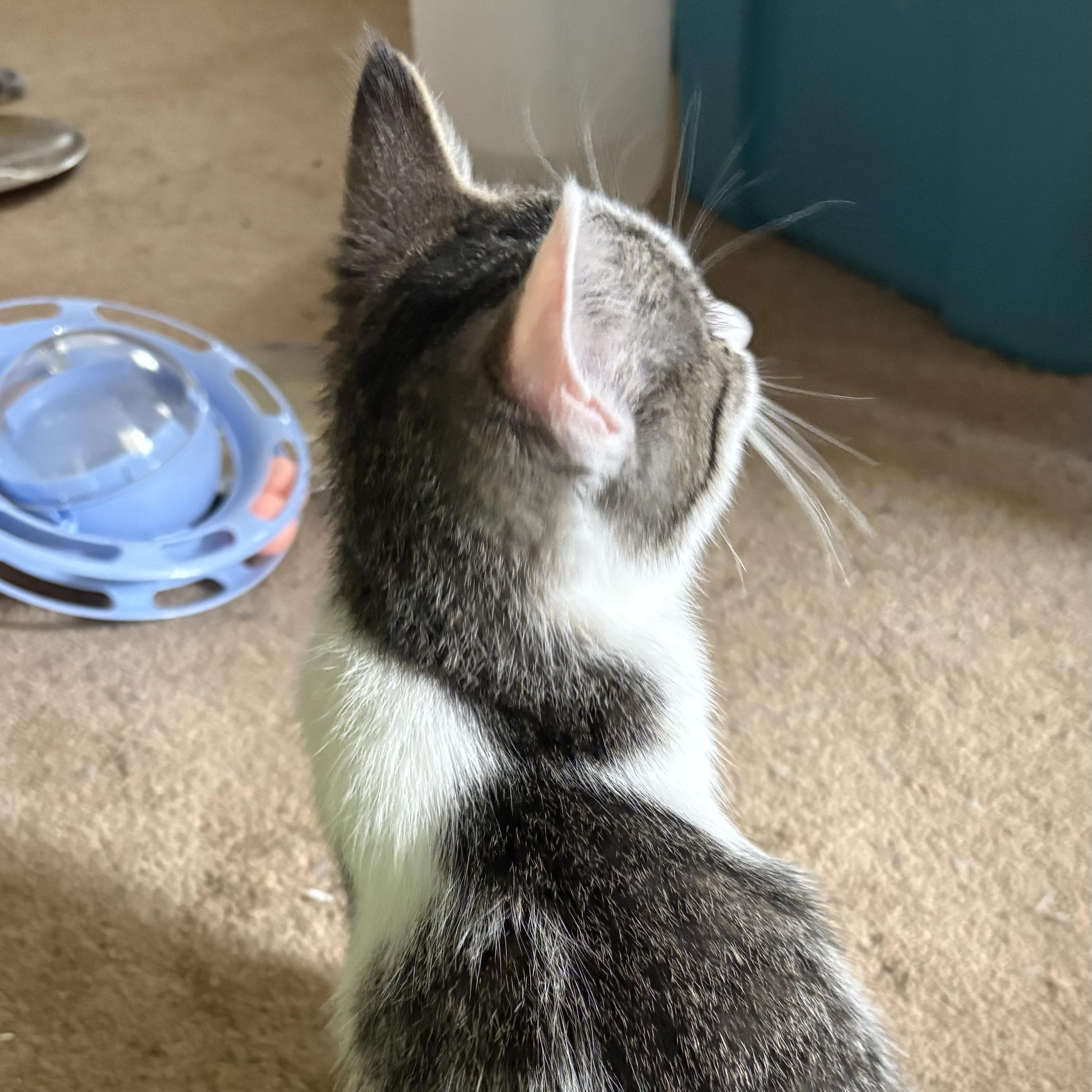 Peggy, Adoptable, Kitten Female Domestic Short Hair.