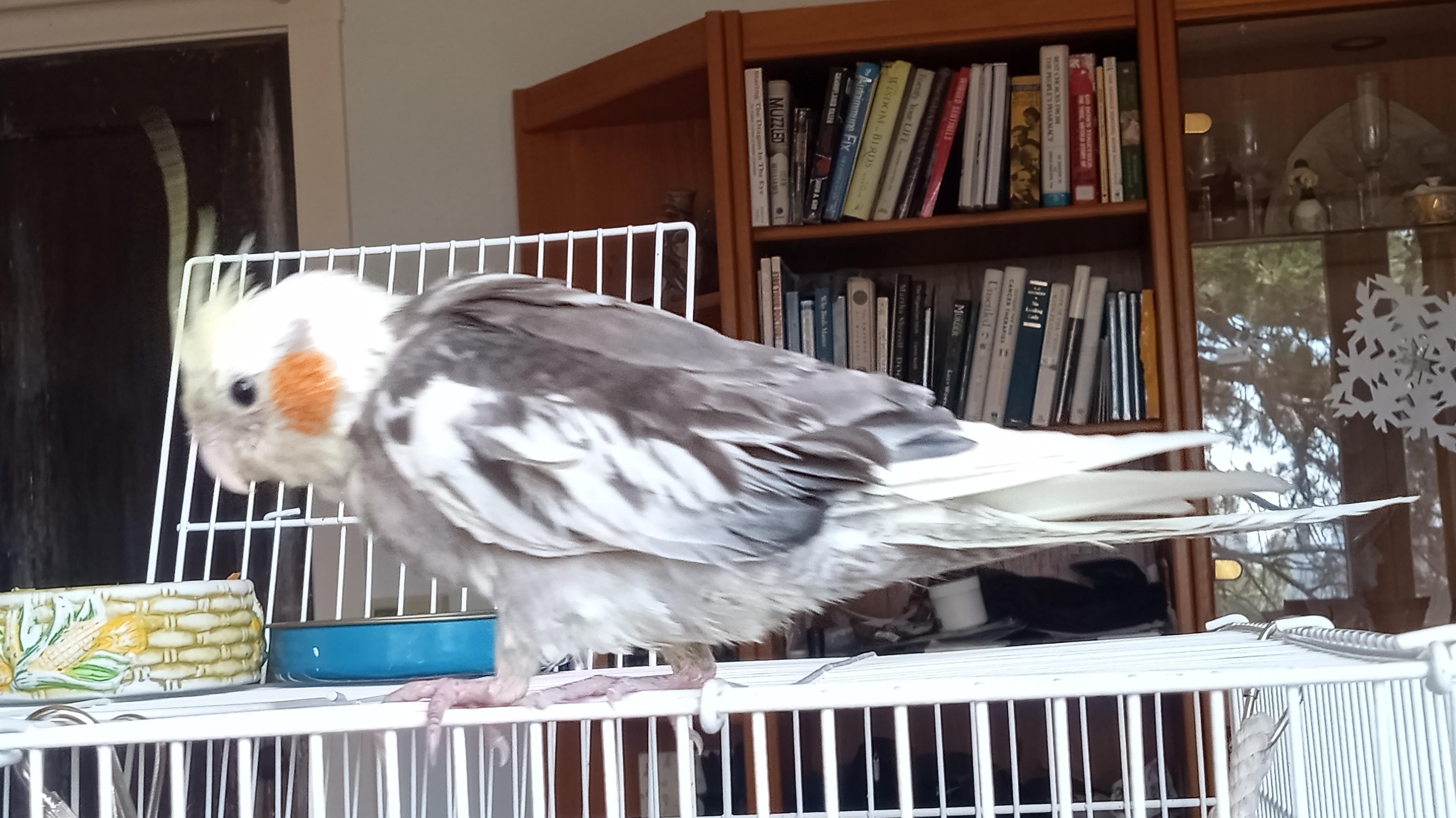 Enlarge Salt, a Adopted Cockatiel in Salt Lake City, UT image 1/2