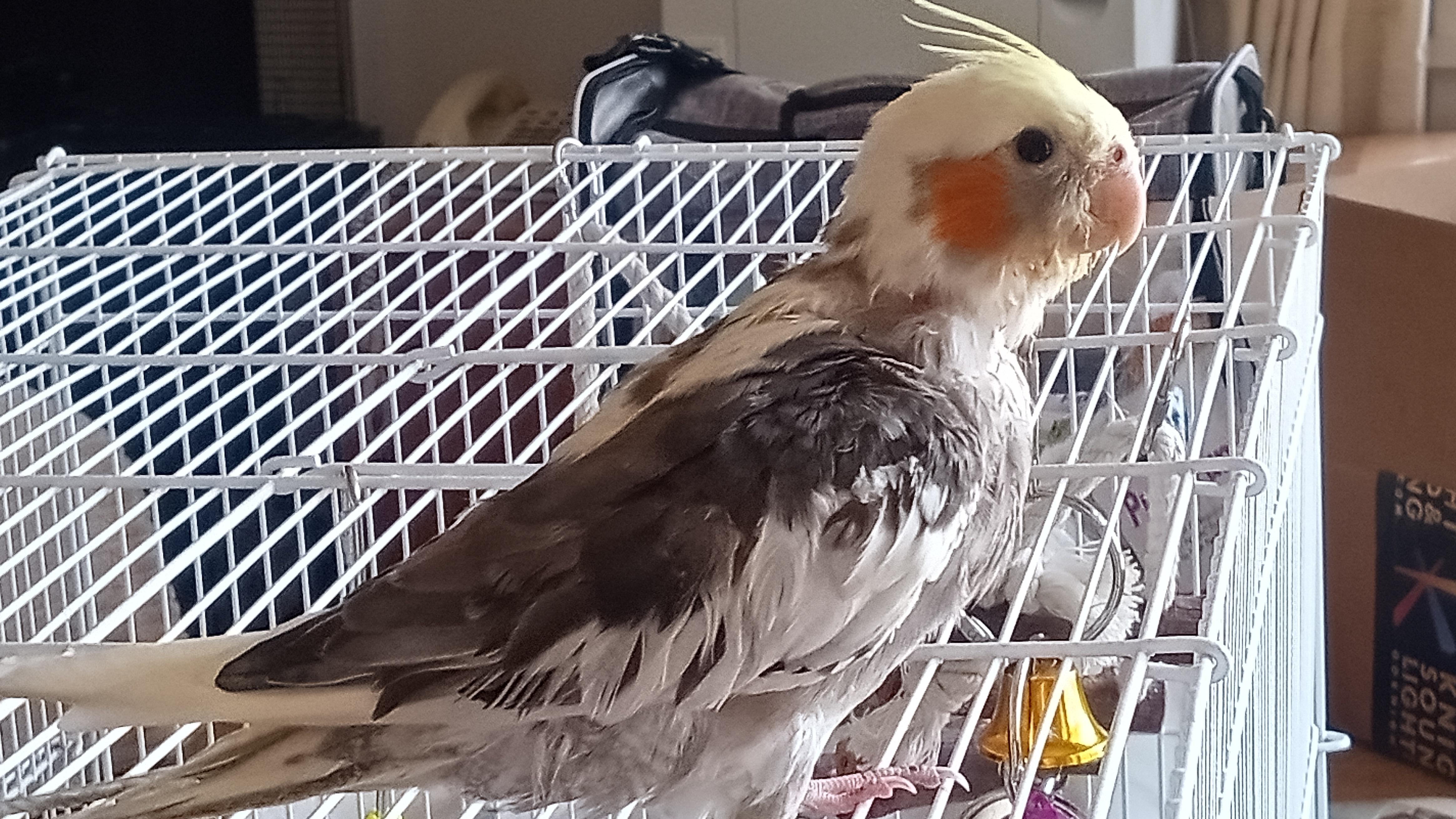 Enlarge Salt, a Adopted Cockatiel in Salt Lake City, UT image 2/2