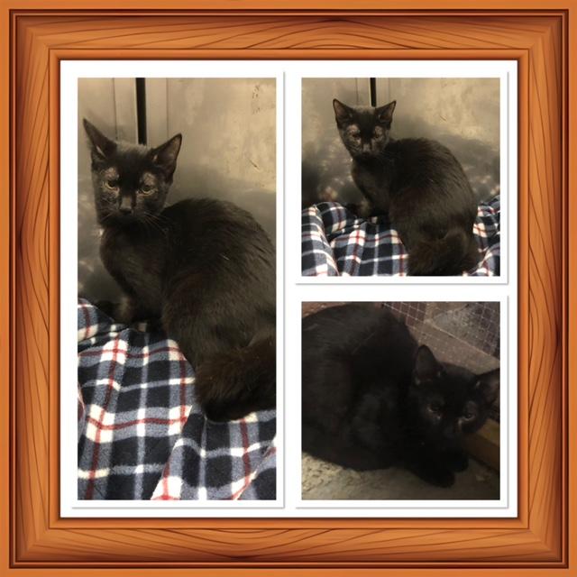 BREEZY, Adoptable, Kitten Female Domestic Short Hair.