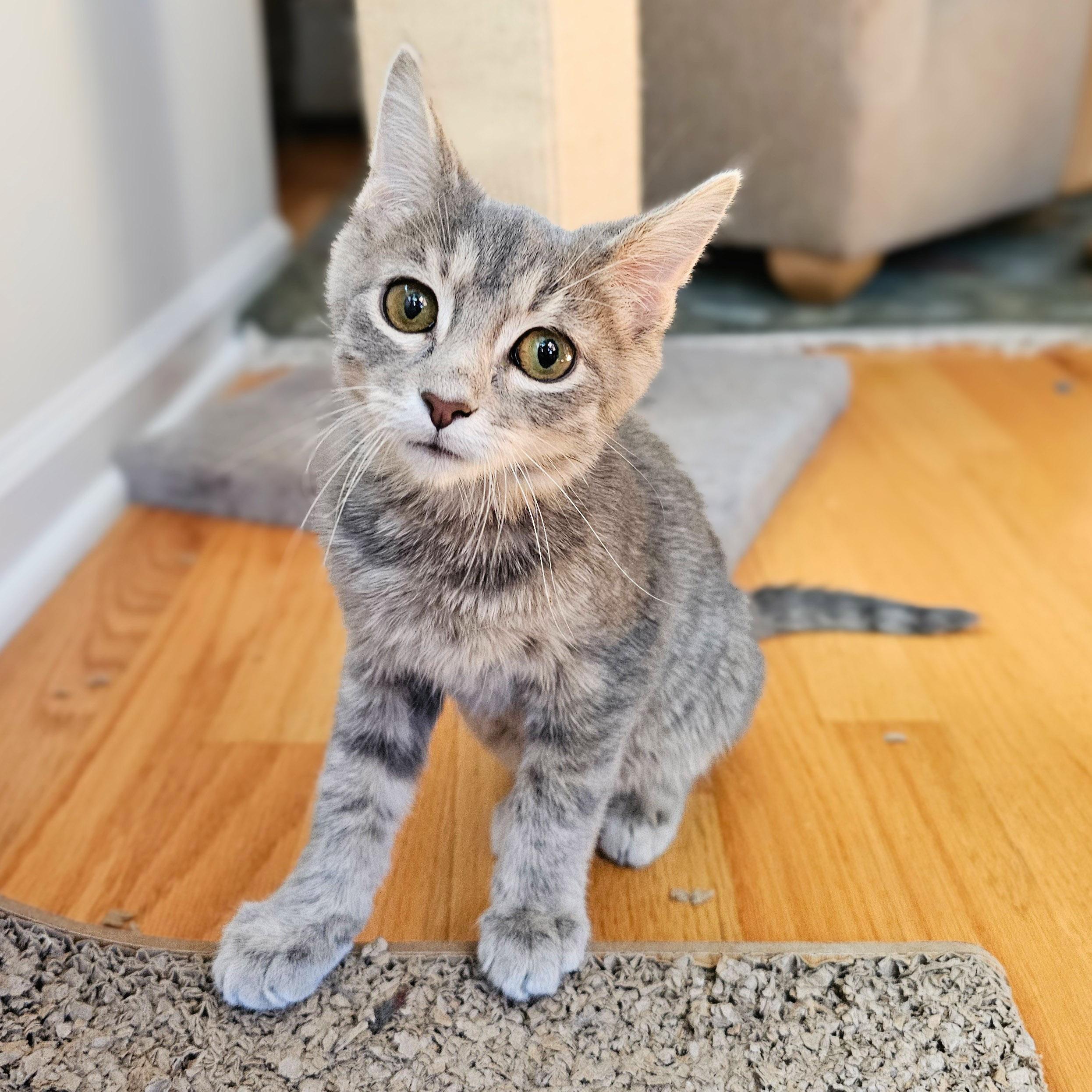 Enlarge Carl, a Adoptable Tabby in Chicago, IL image 6/6