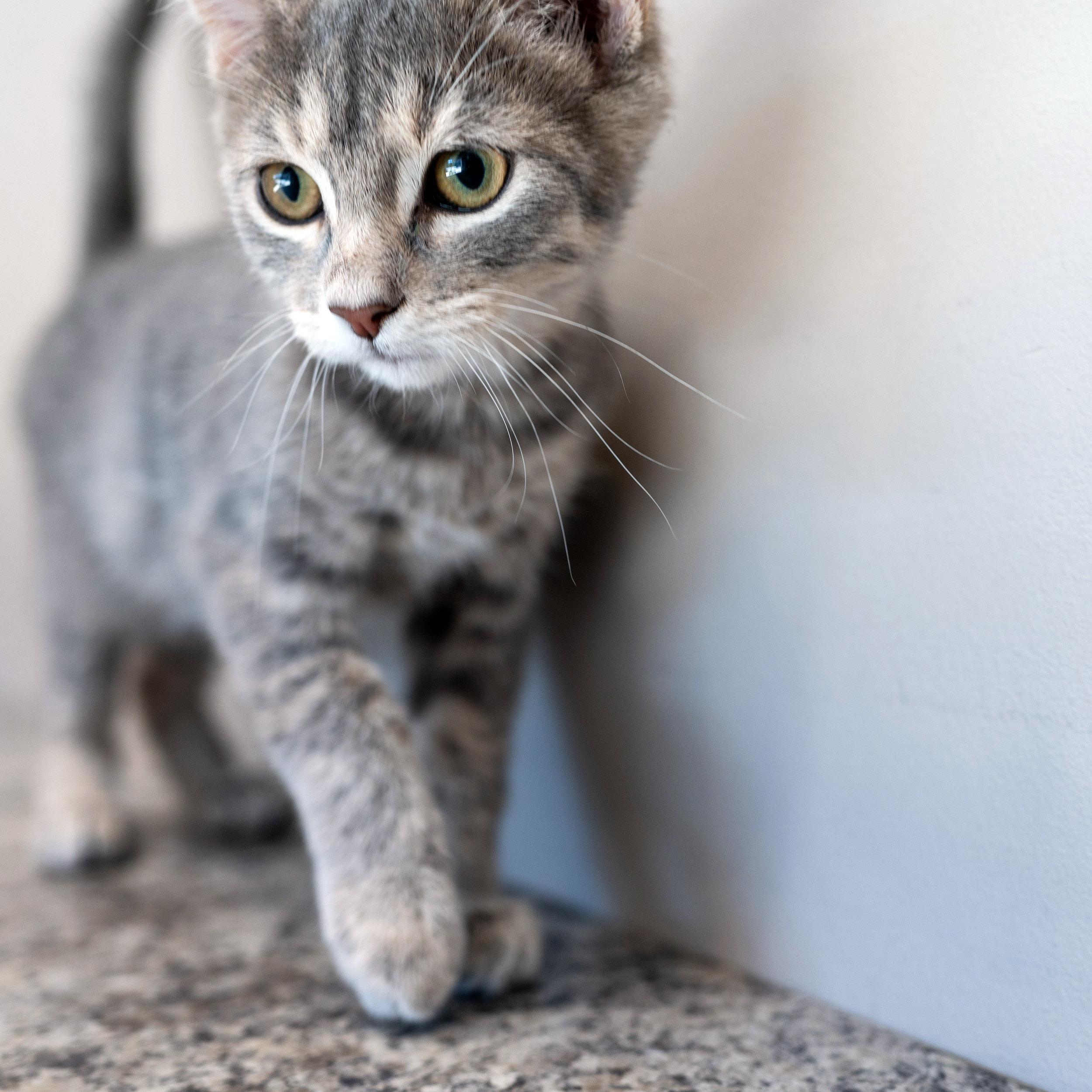 Enlarge Carl, a Adoptable Tabby in Chicago, IL image 5/6
