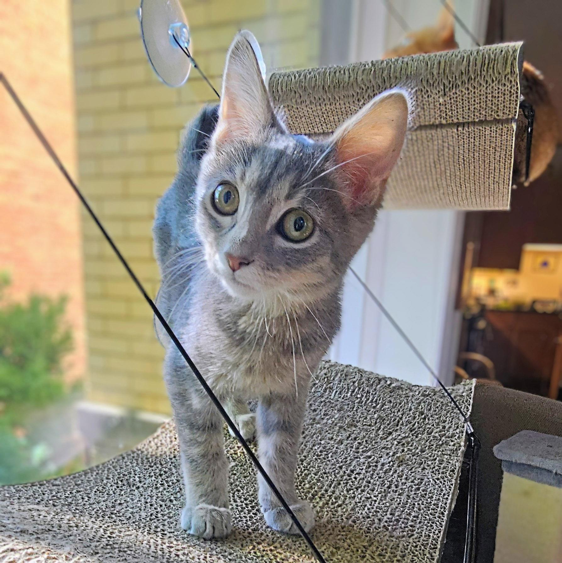 Enlarge Carl, a Adoptable Tabby in Chicago, IL image 1/6