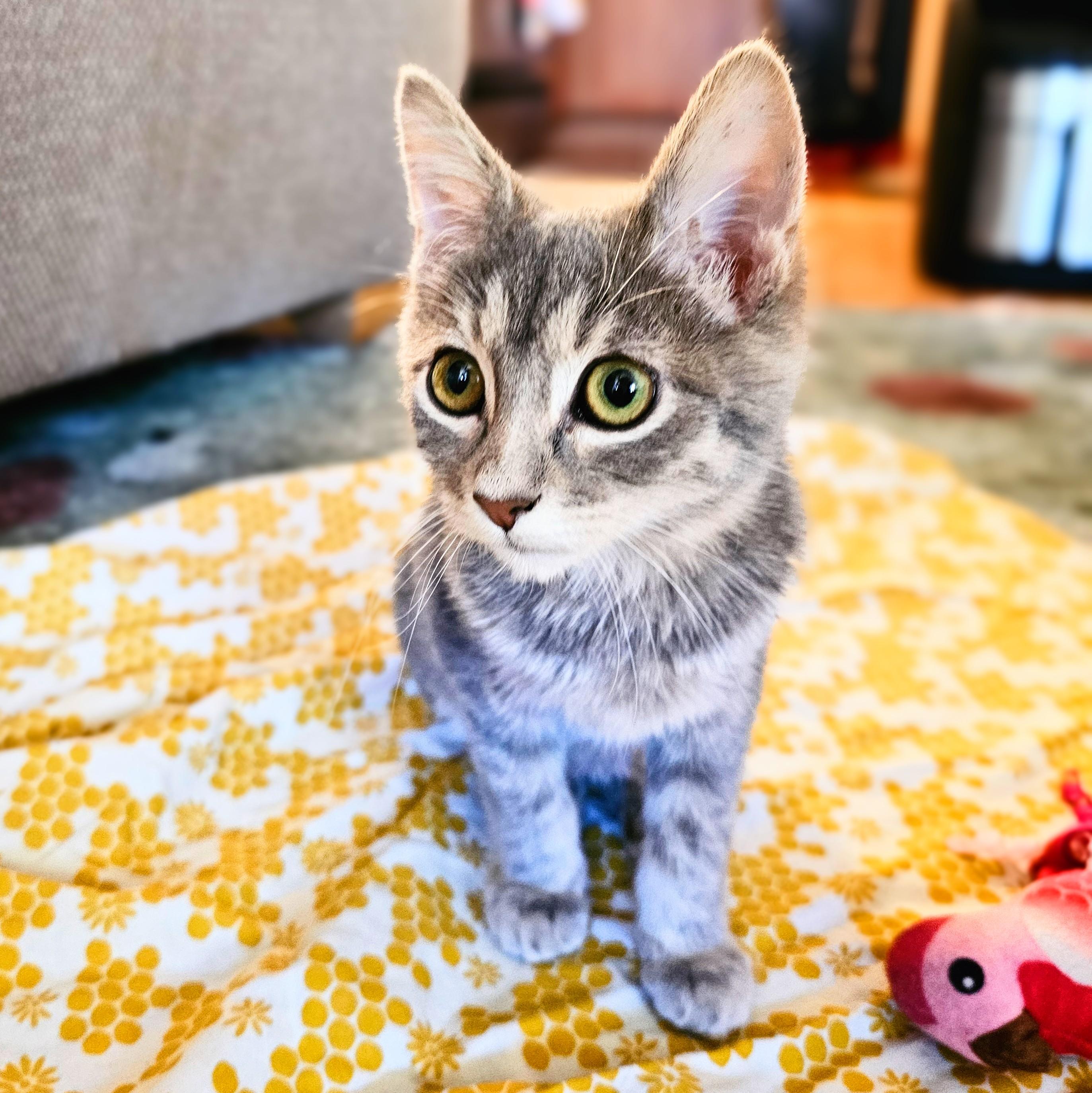 Enlarge Carl, a Adoptable Tabby in Chicago, IL image 3/6