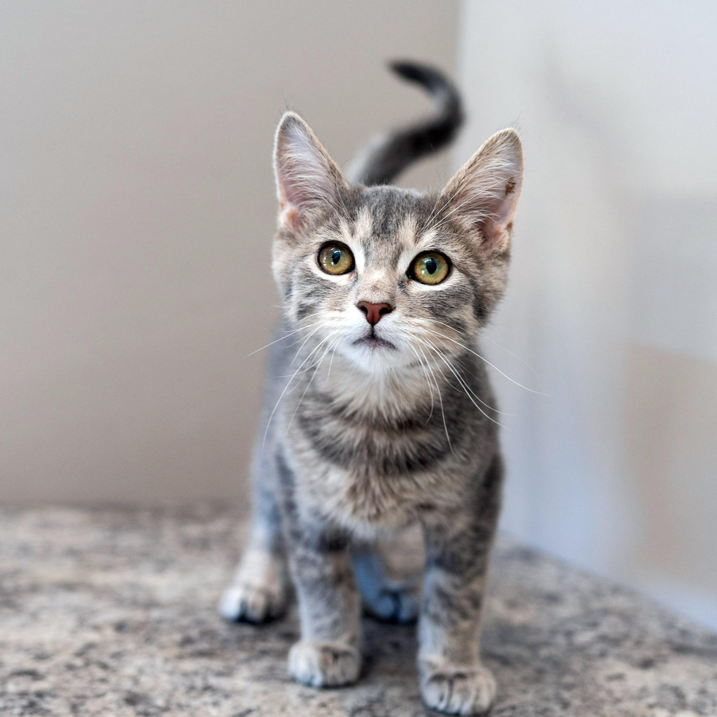 Enlarge Carl, a Adoptable Tabby in Chicago, IL image 4/6