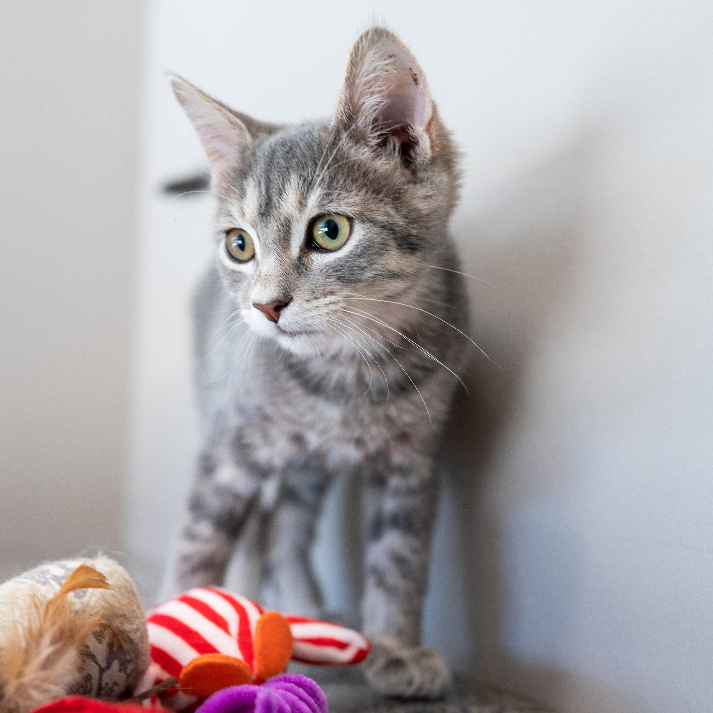 Enlarge Carl, a Adoptable Tabby in Chicago, IL image 2/6