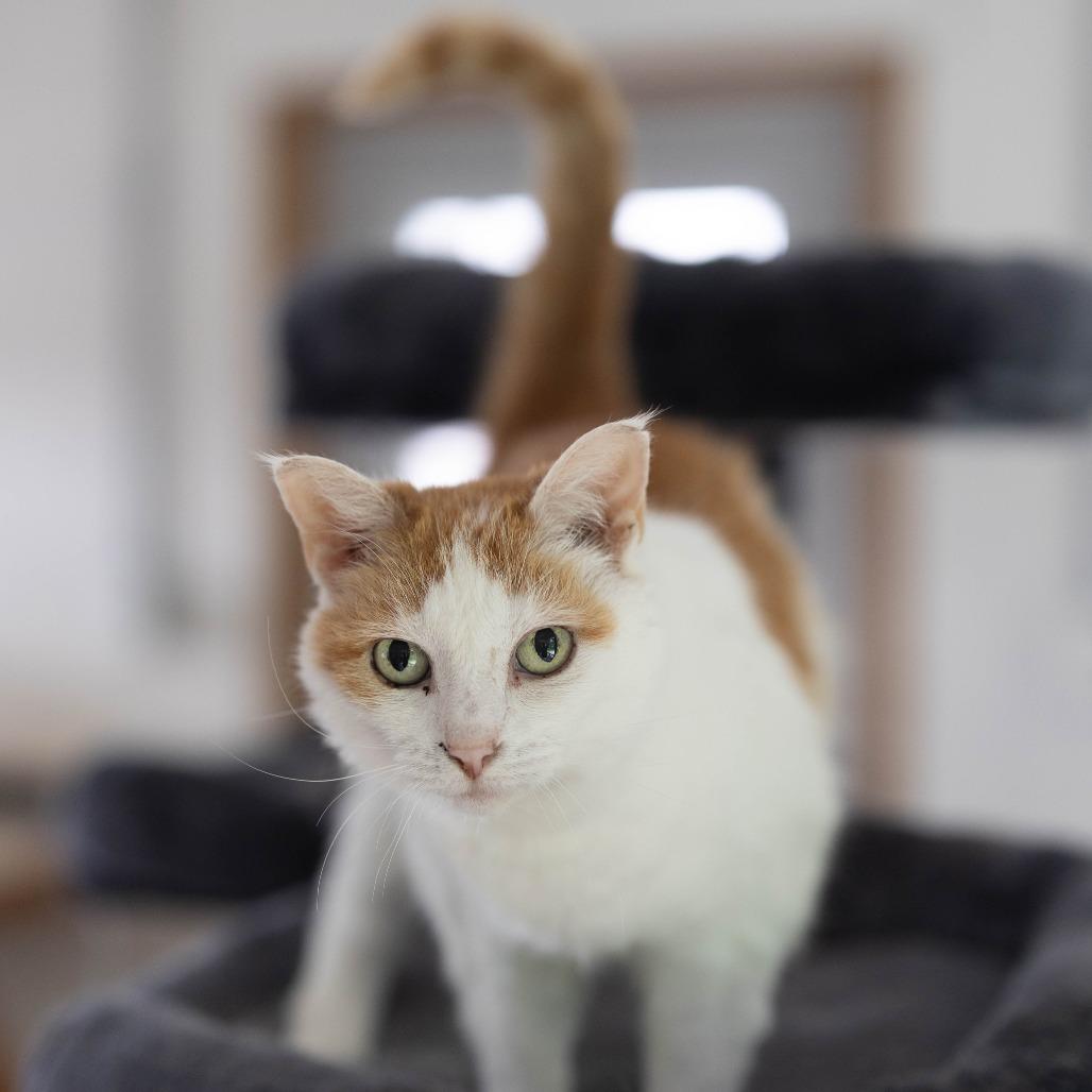 Enlarge Priss, a Adoptable Domestic Short Hair in Talbott, TN image 1/1
