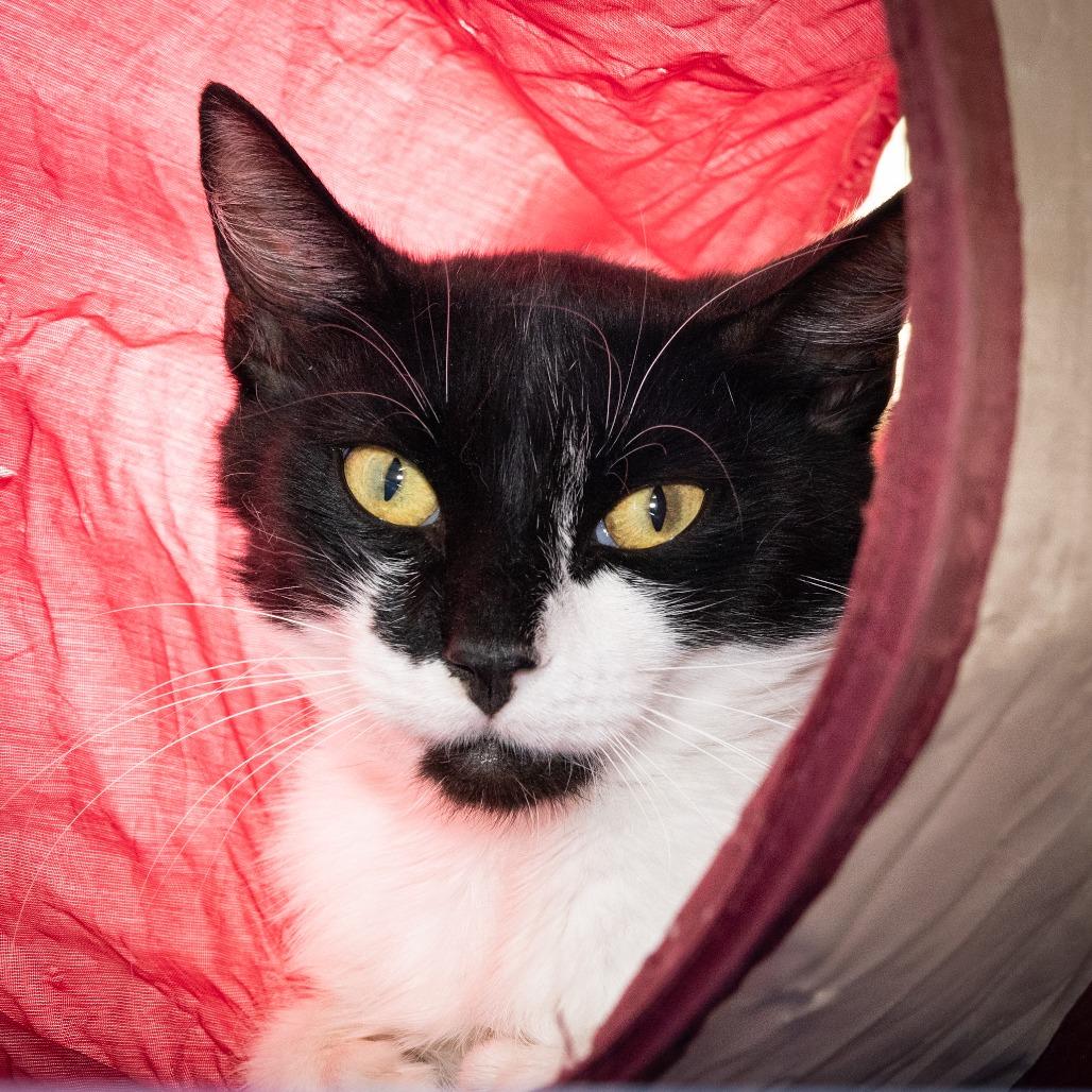 Enlarge Eliza, a Adoptable Domestic Medium Hair in Long Beach, CA image 2/4