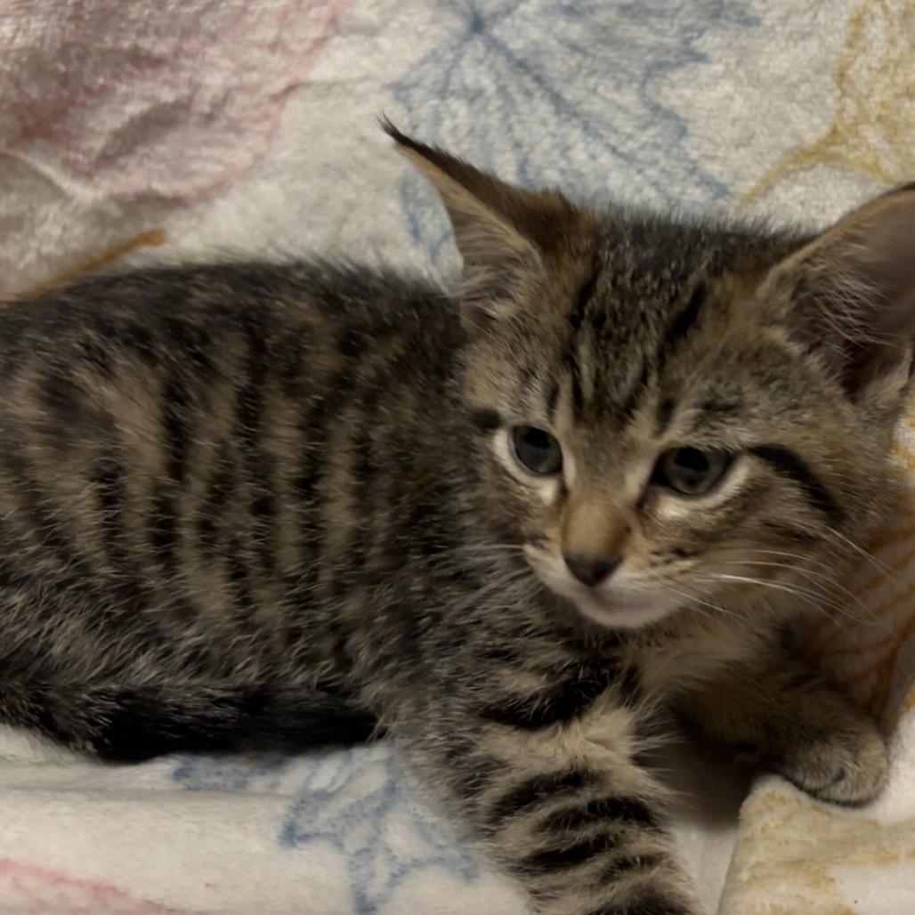 Enlarge Harry, a Adoptable Domestic Short Hair in Edwards, IL image 2/3