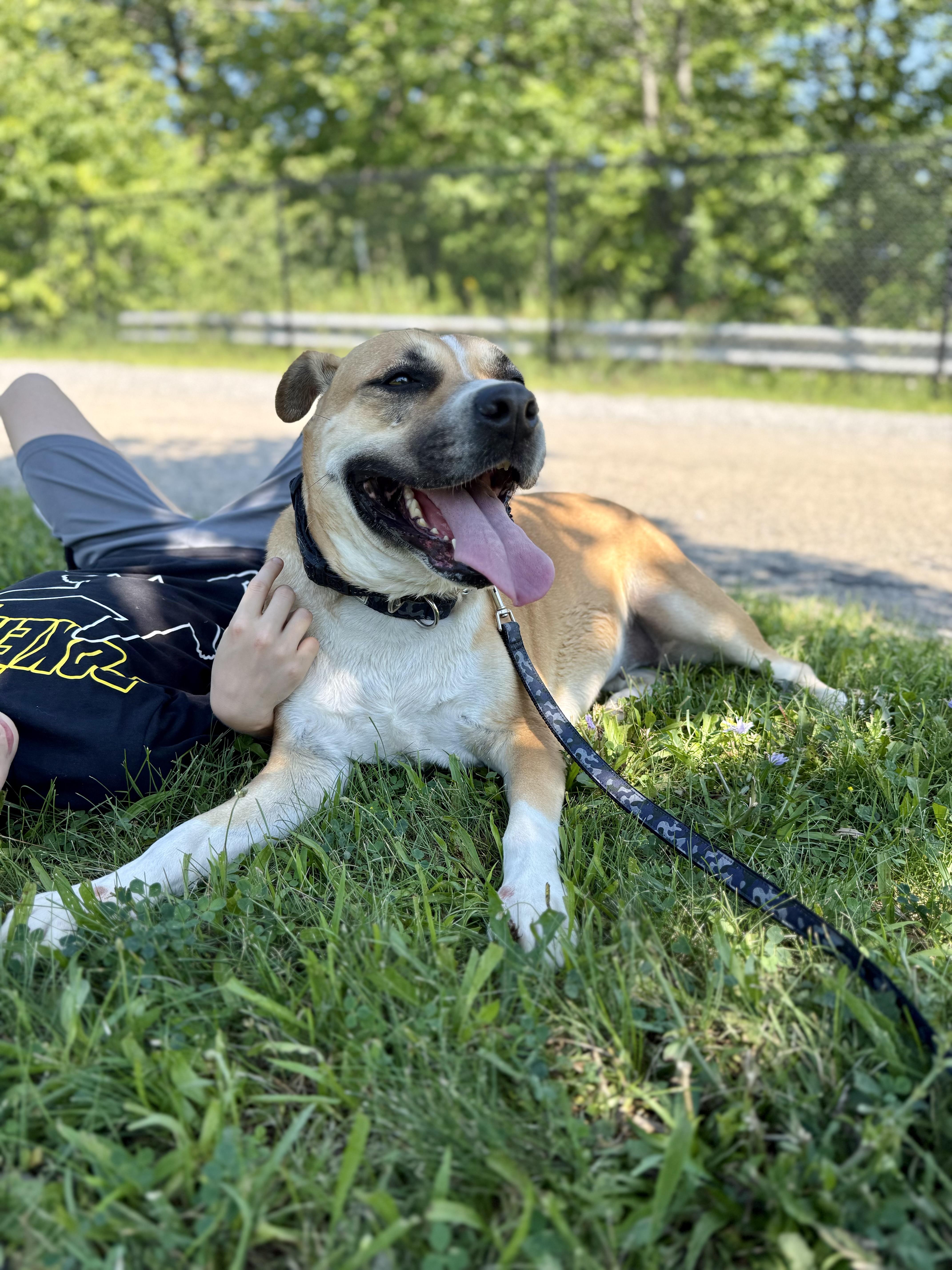 Enlarge Sadie, a Adoptable mixed breed in Ilderton, ON image 6/6