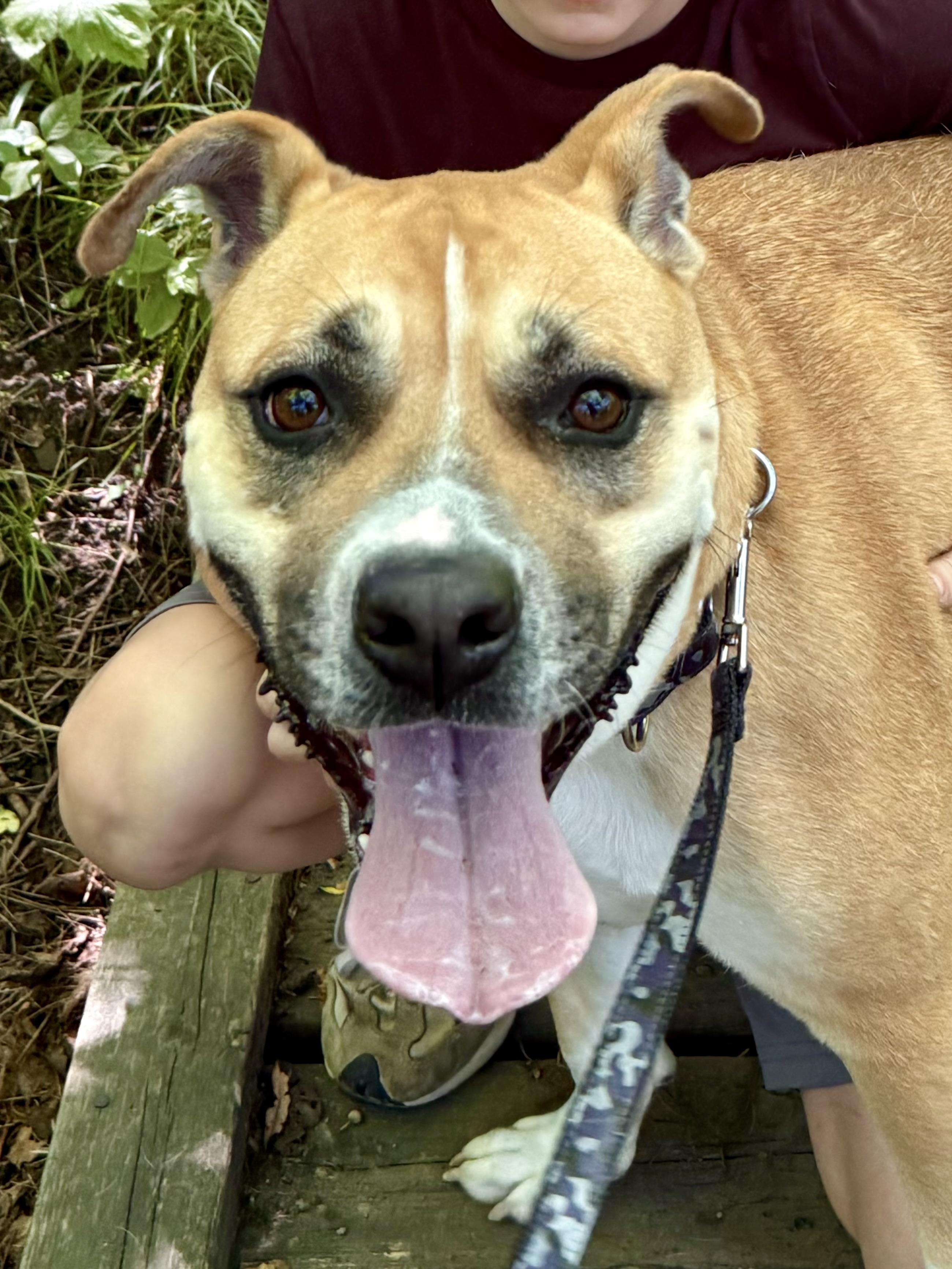 Sadie, Adoptable, Adult Female American Bulldog.