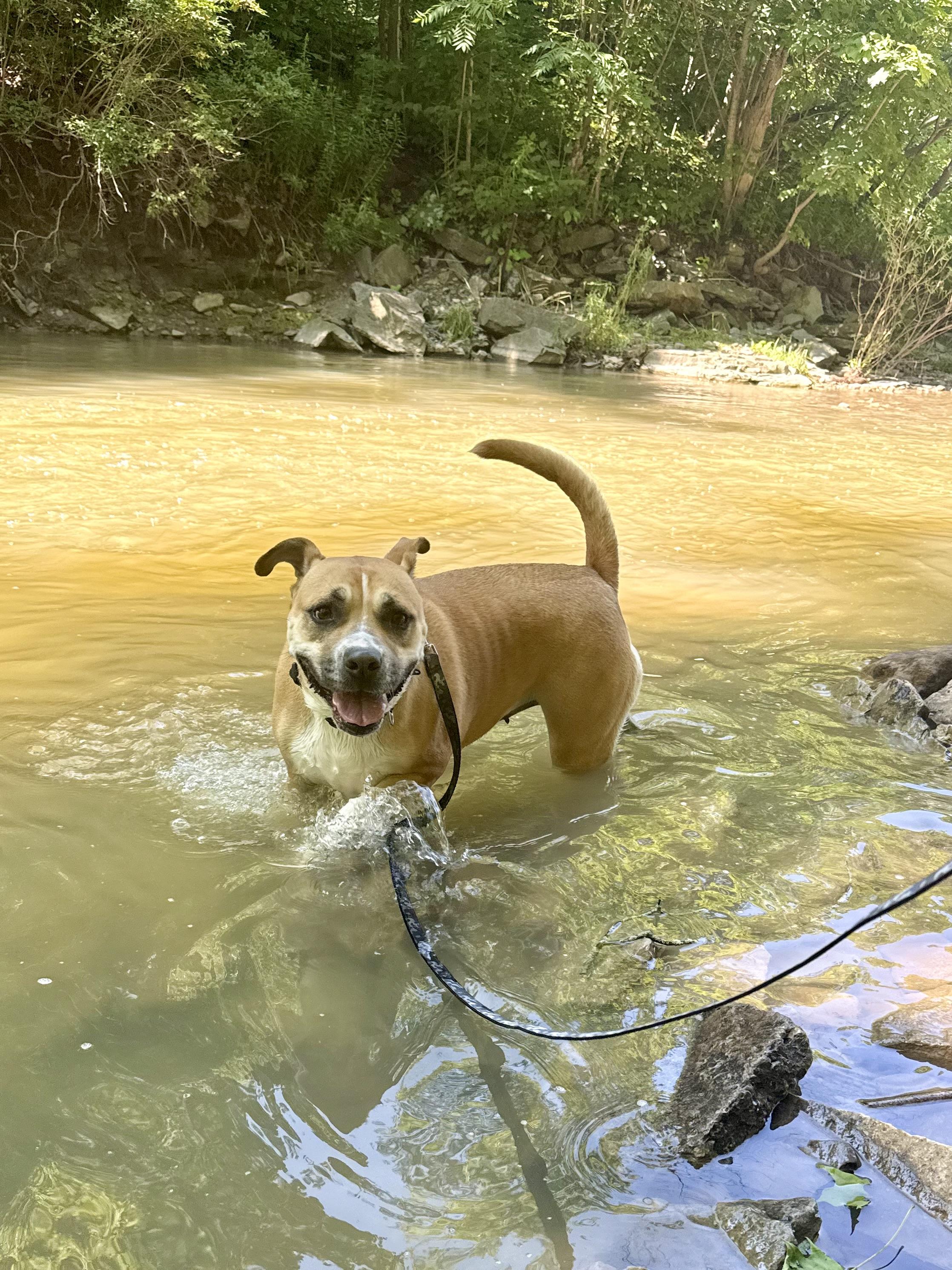 Enlarge Sadie, a Adoptable mixed breed in Ilderton, ON image 2/6