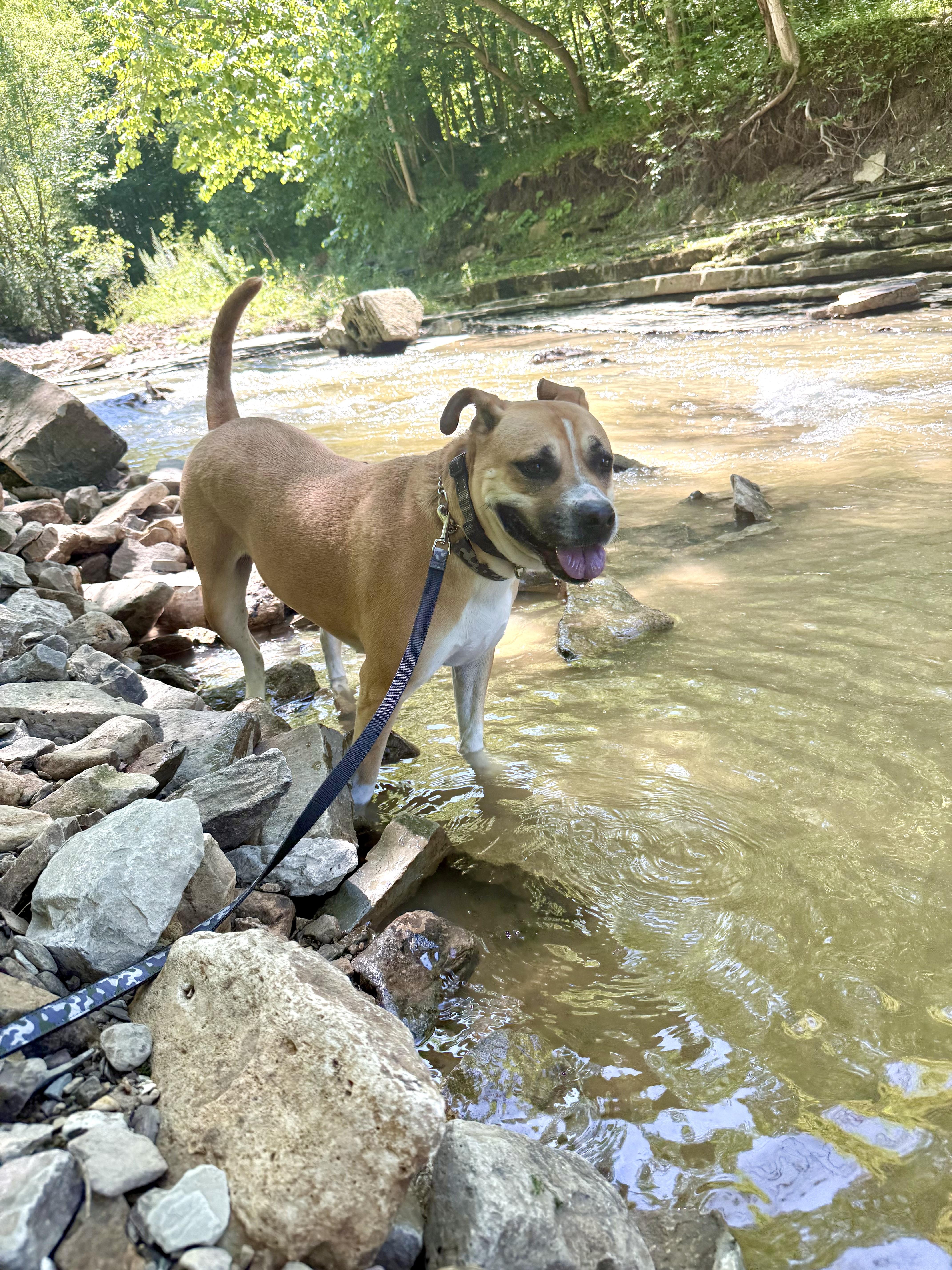Enlarge Sadie, a Adoptable mixed breed in Ilderton, ON image 3/6