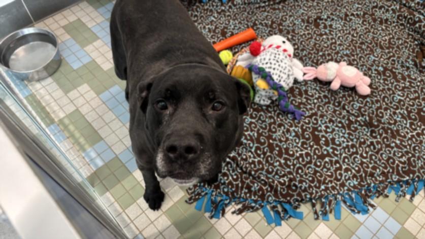 JAKOB, Adoptable, Adult Male Labrador Retriever.