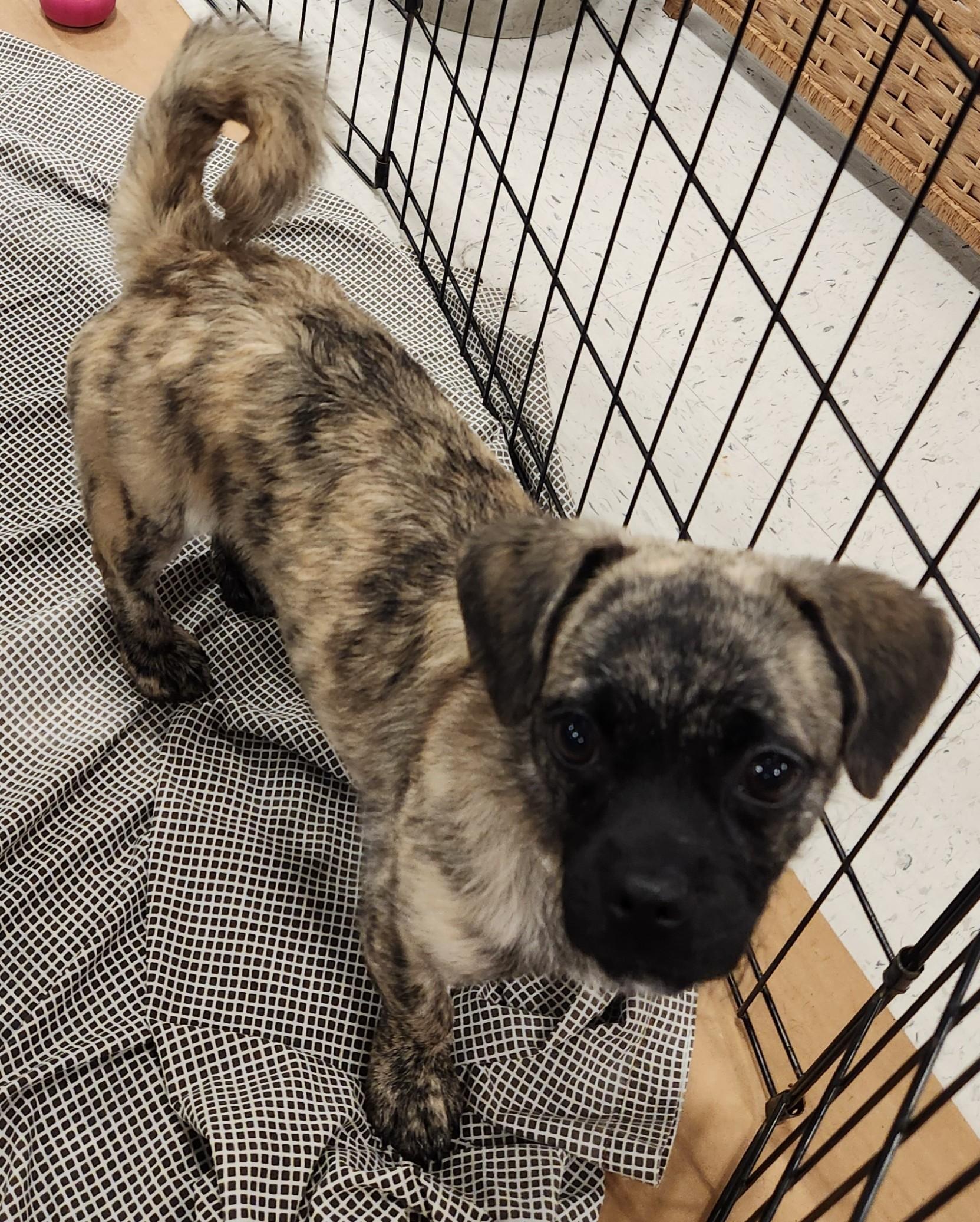 Beanie, adopted, Puppy Female Pug & Dachshund (Long Haired).