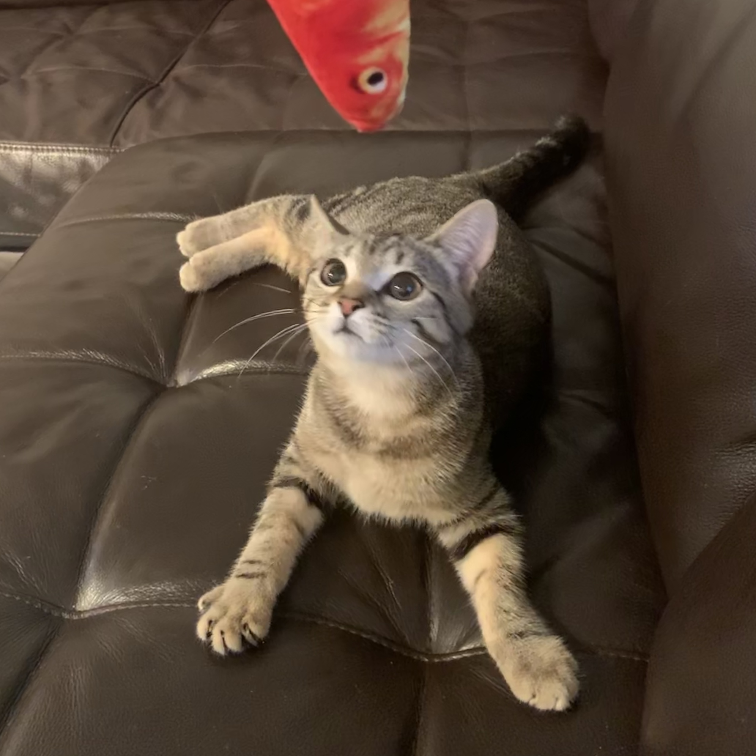 Sabrina, a Adoptable mixed breed in Houston, TX image 1/8