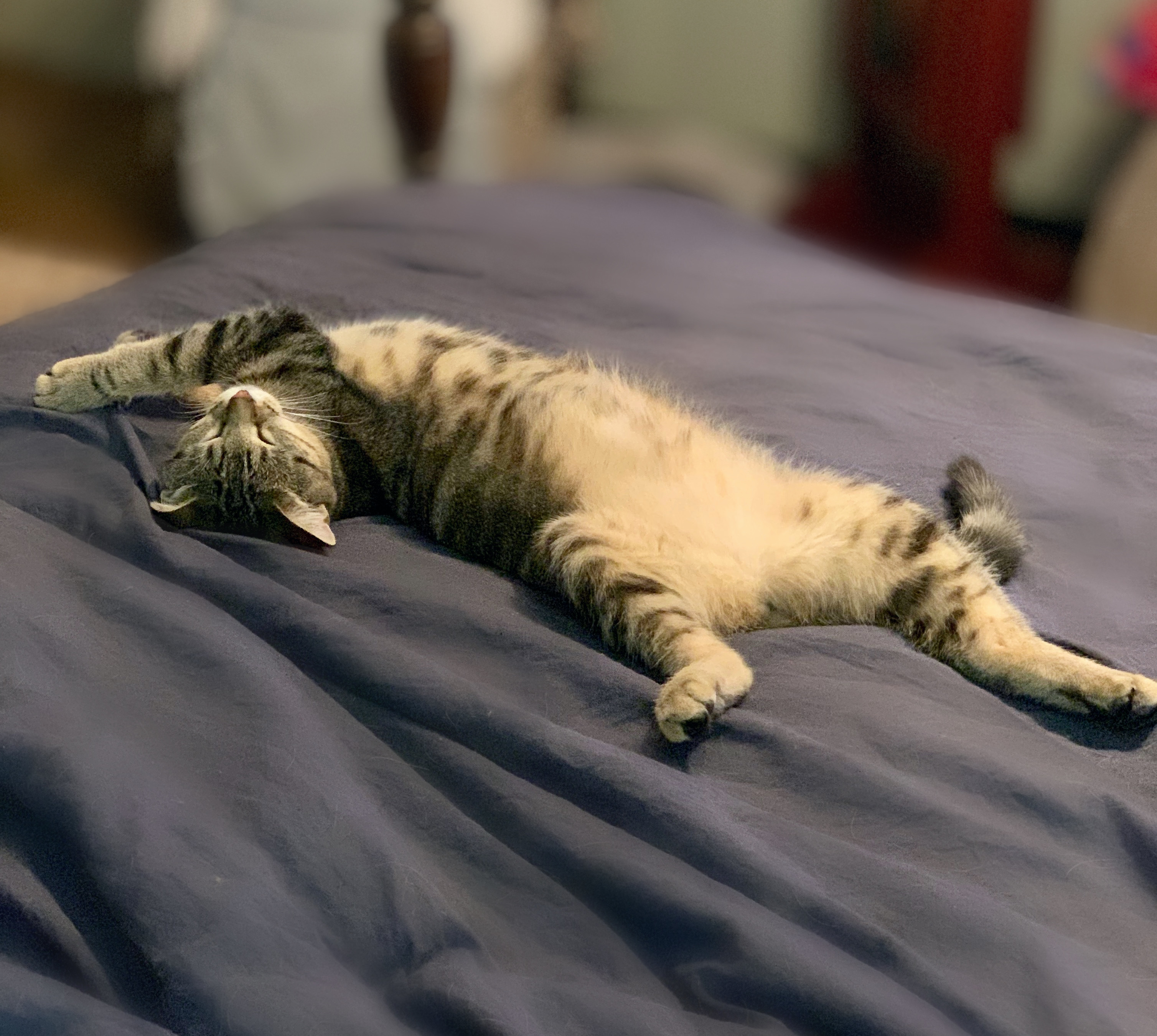 Sabrina, a Adoptable mixed breed in Houston, TX image 2/8