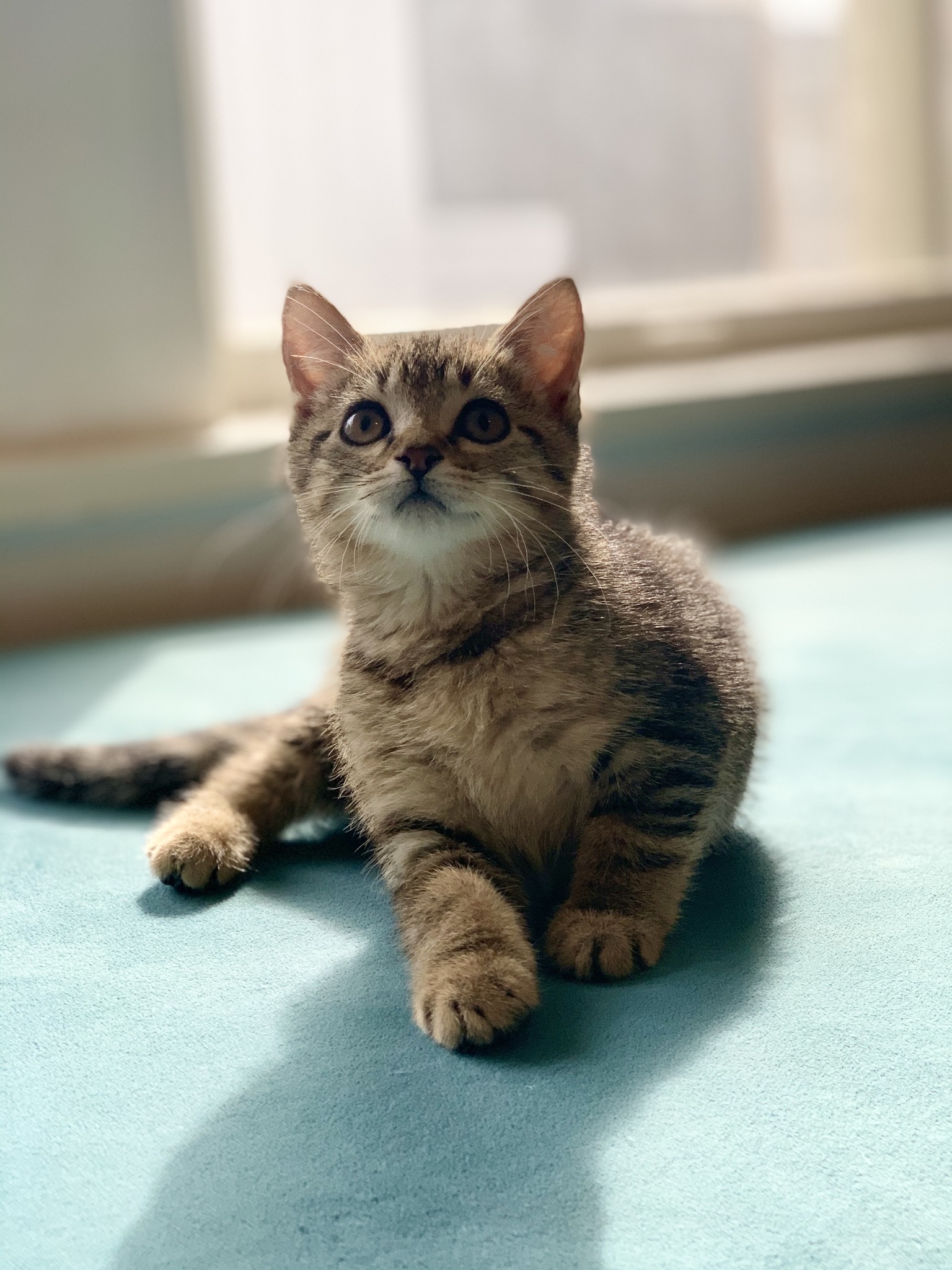 Sabrina, a Adoptable mixed breed in Houston, TX image 3/8