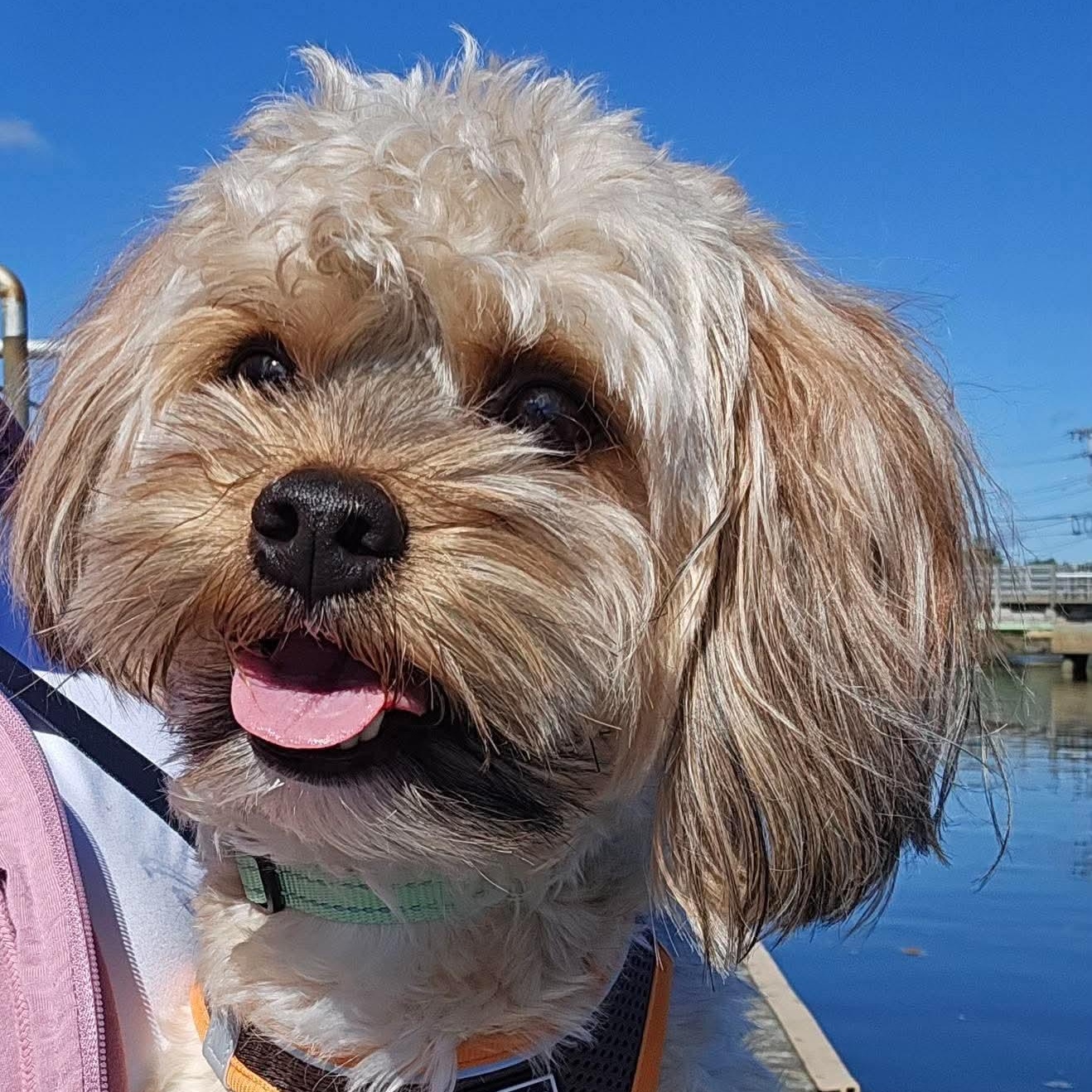 Enlarge Jackson, a Adoptable mixed breed in Peabosy, MA image 1/6