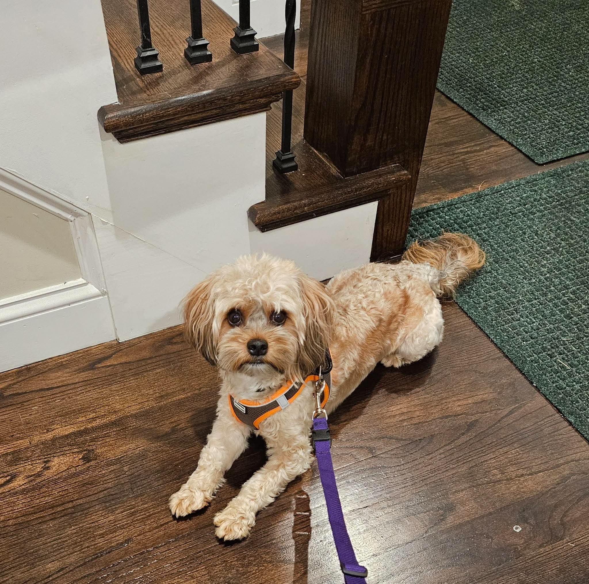 Enlarge Jackson, a Adoptable mixed breed in Peabosy, MA image 5/6