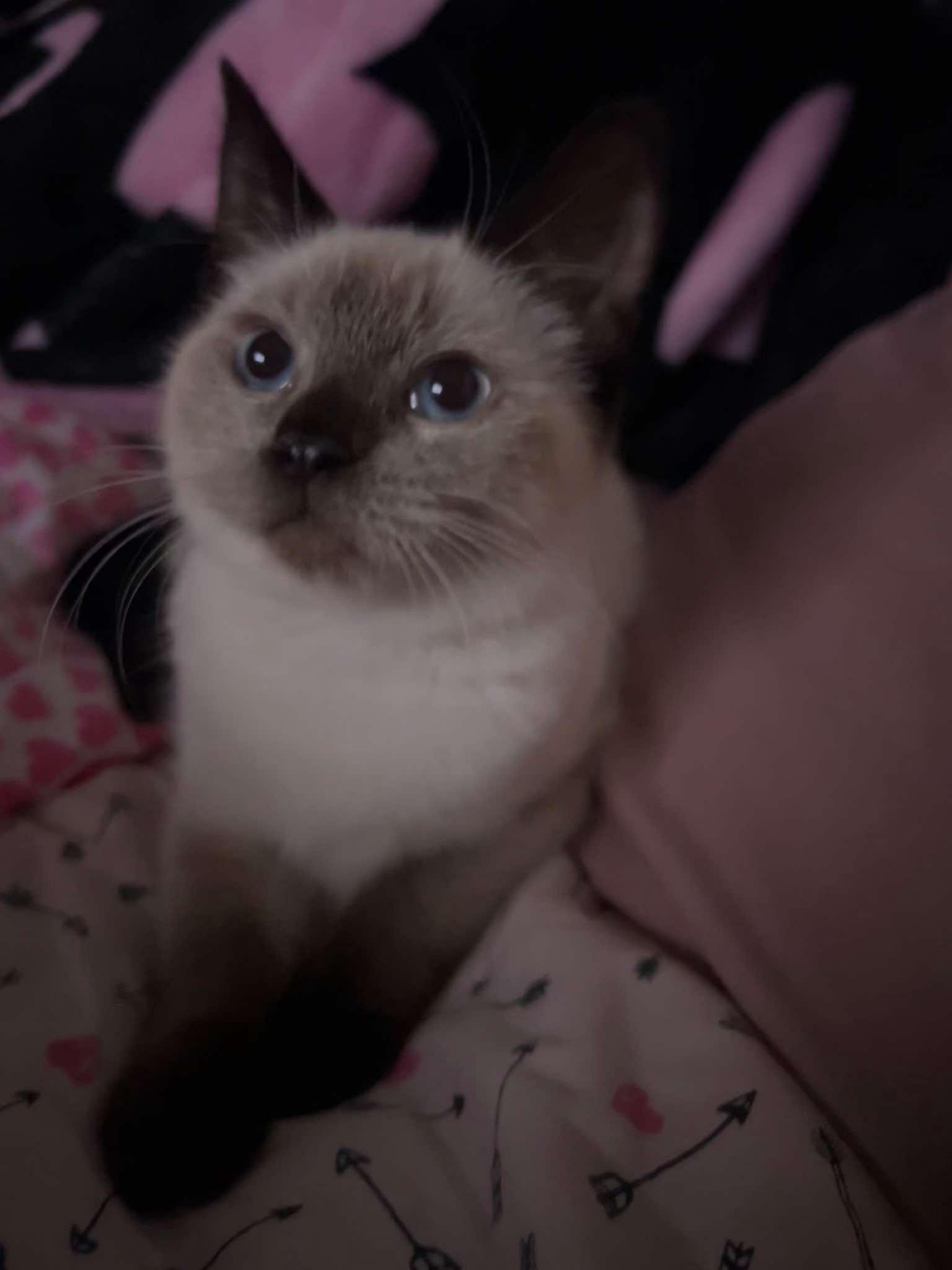 Enlarge Elhpie (bonded with Glinda), a Adopted Siamese in Sierra Vista, AZ image 1/1