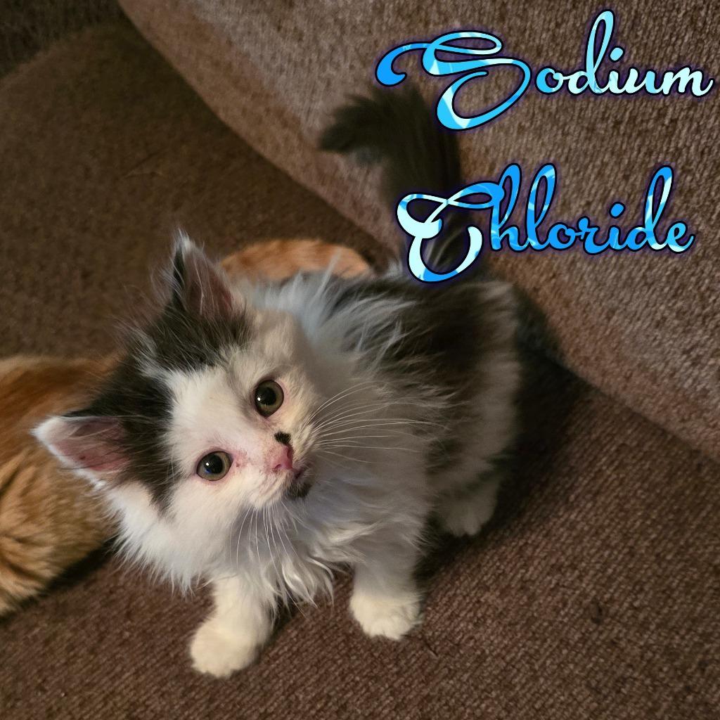 Sodium Chloride, Adoptable, Kitten Male Domestic Long Hair.
