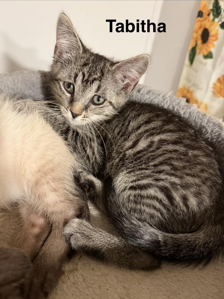 Tabitha, Adoptable, Kitten Female Domestic Short Hair.