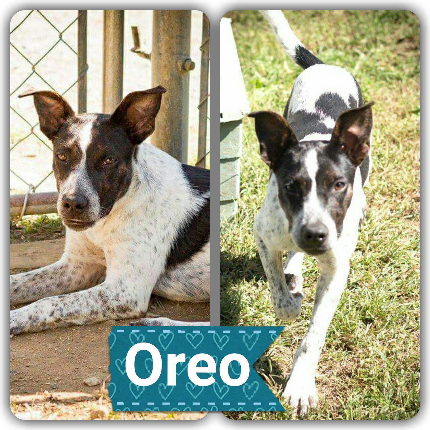 Enlarge Oreo, a Adoptable Australian Cattle Dog / Blue Heeler in Staley, NC image 1/2