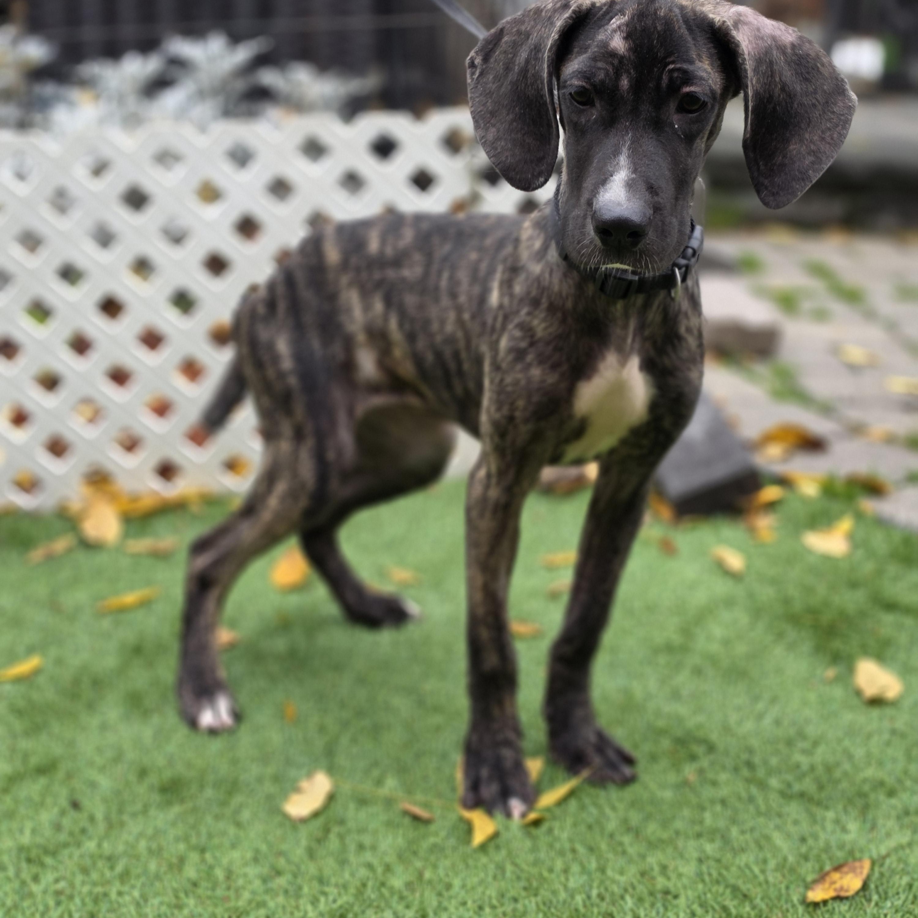 Maple, Adopted, Puppy Female Boxer & Cane Corso.