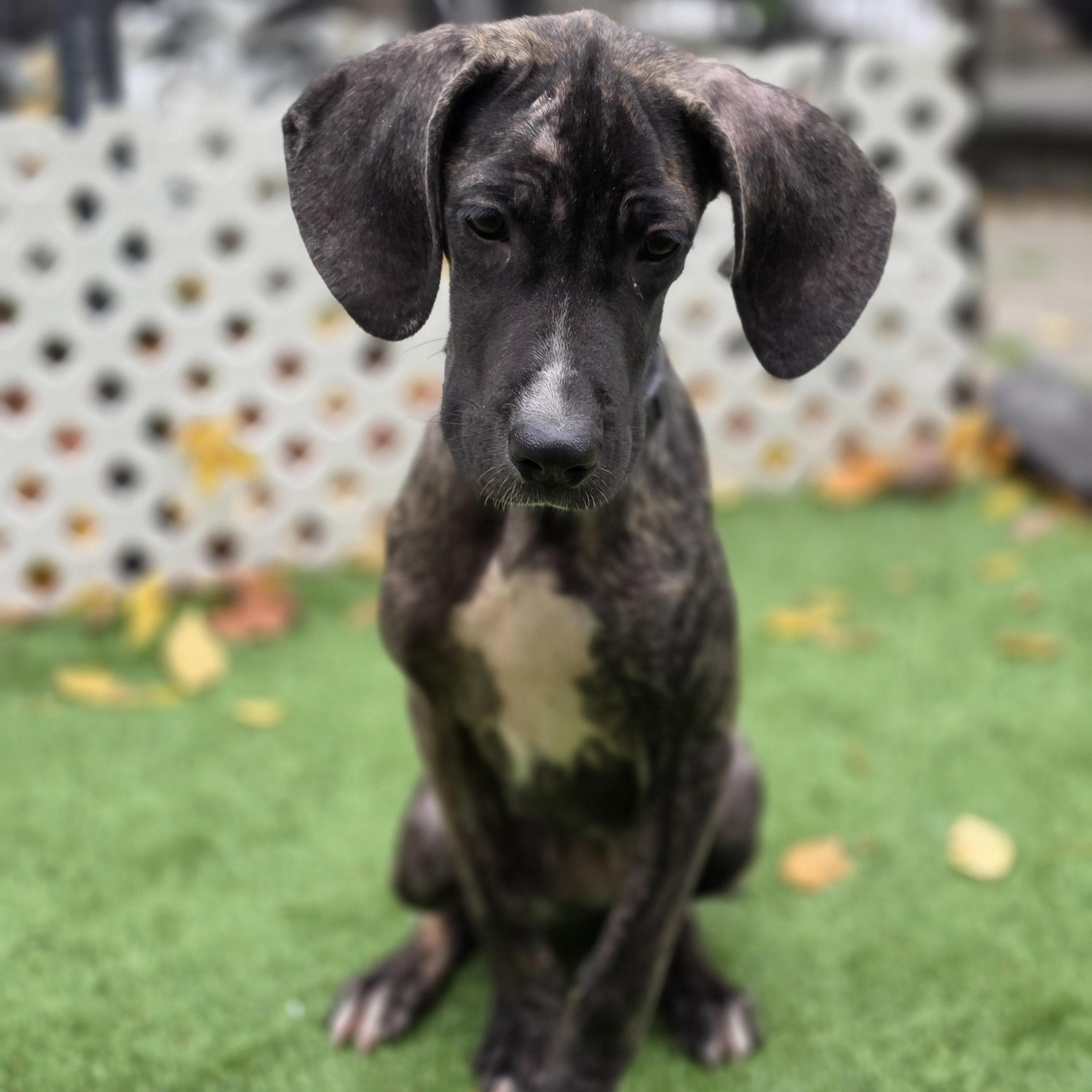 Enlarge Maple, a Adopted mixed breed in Blairstown, NJ image 3/4