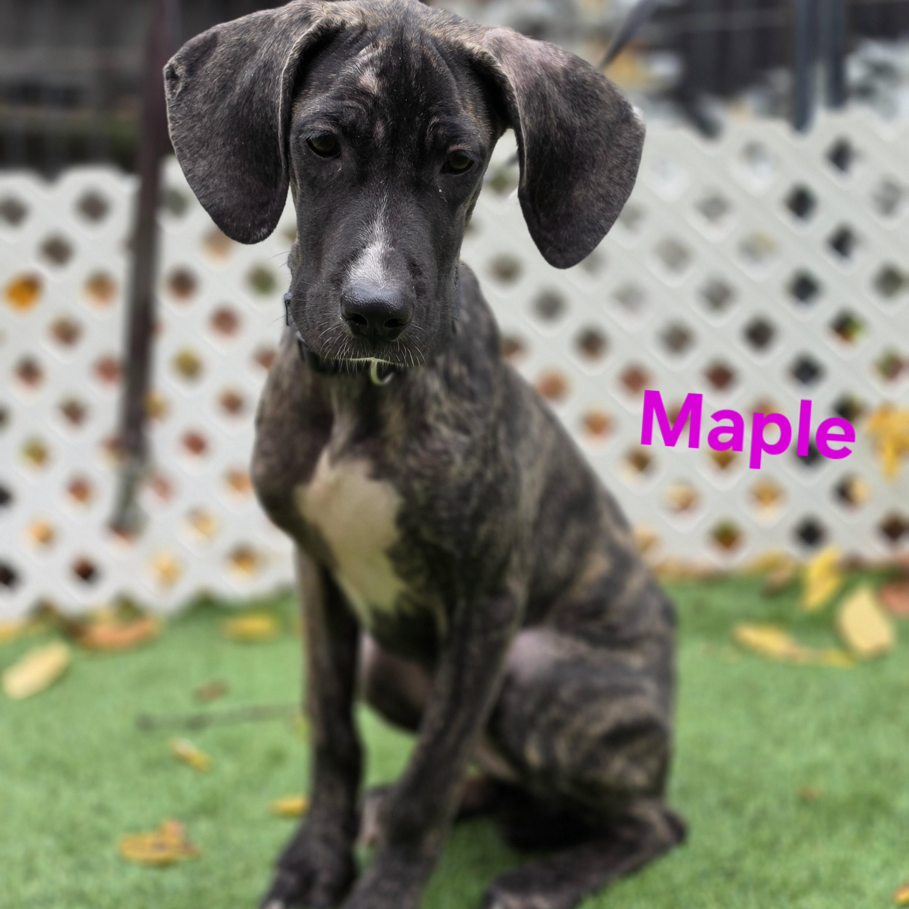 Enlarge Maple, a Adopted mixed breed in Blairstown, NJ image 4/4